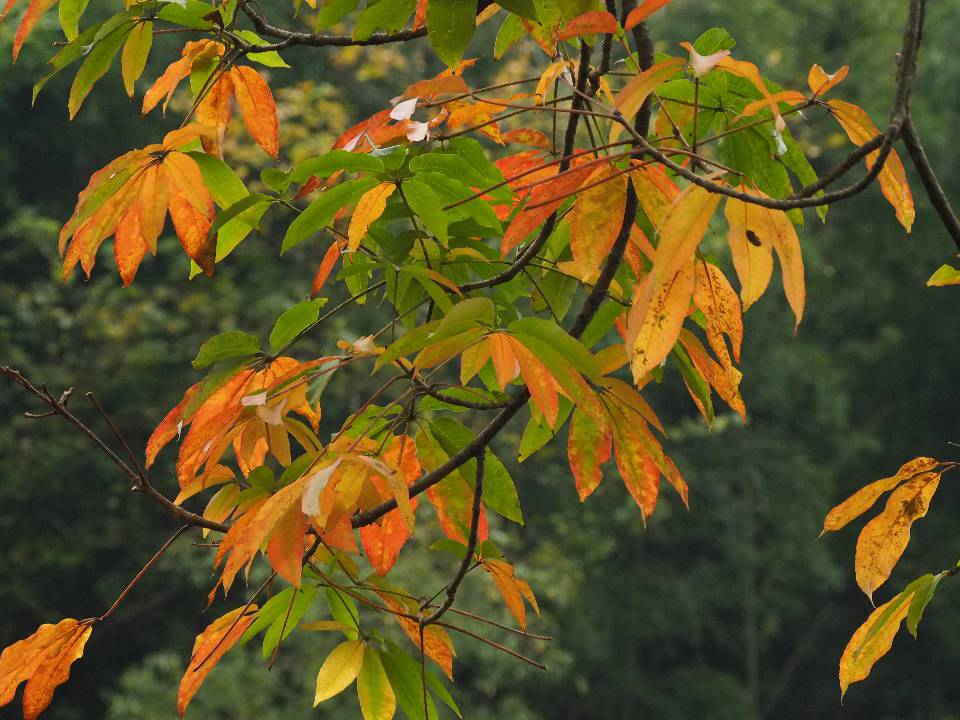 秋 屬於收穫的季節 走過百花盛開的的春 回憶萬物復甦的夏 哪個才是