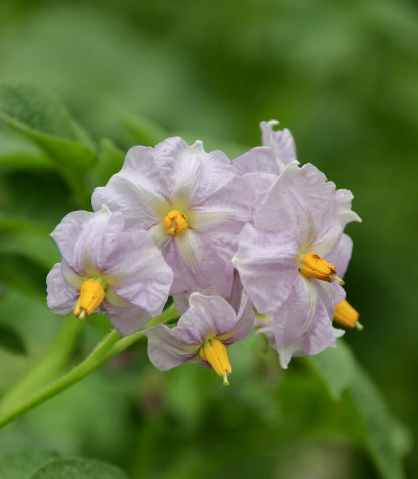 【首发】阳芋花