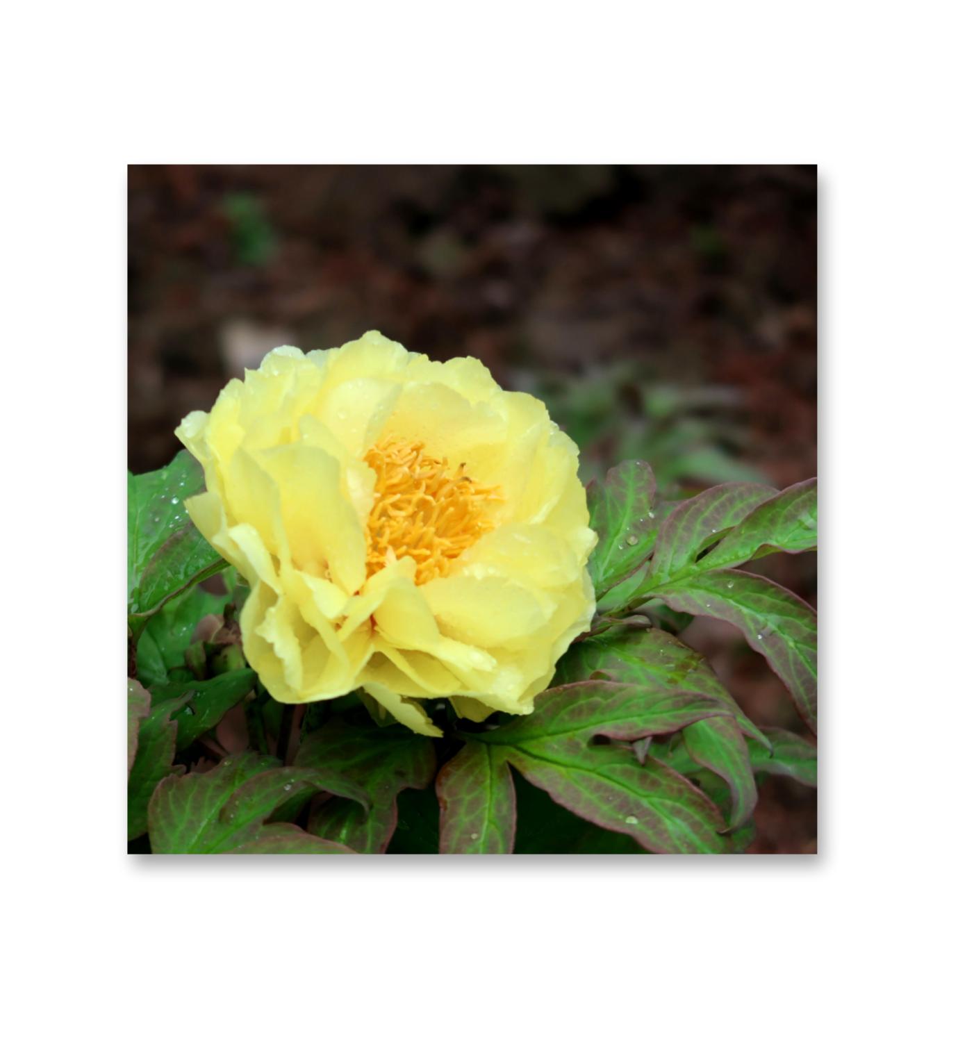 鹅黄牡丹花【首发】