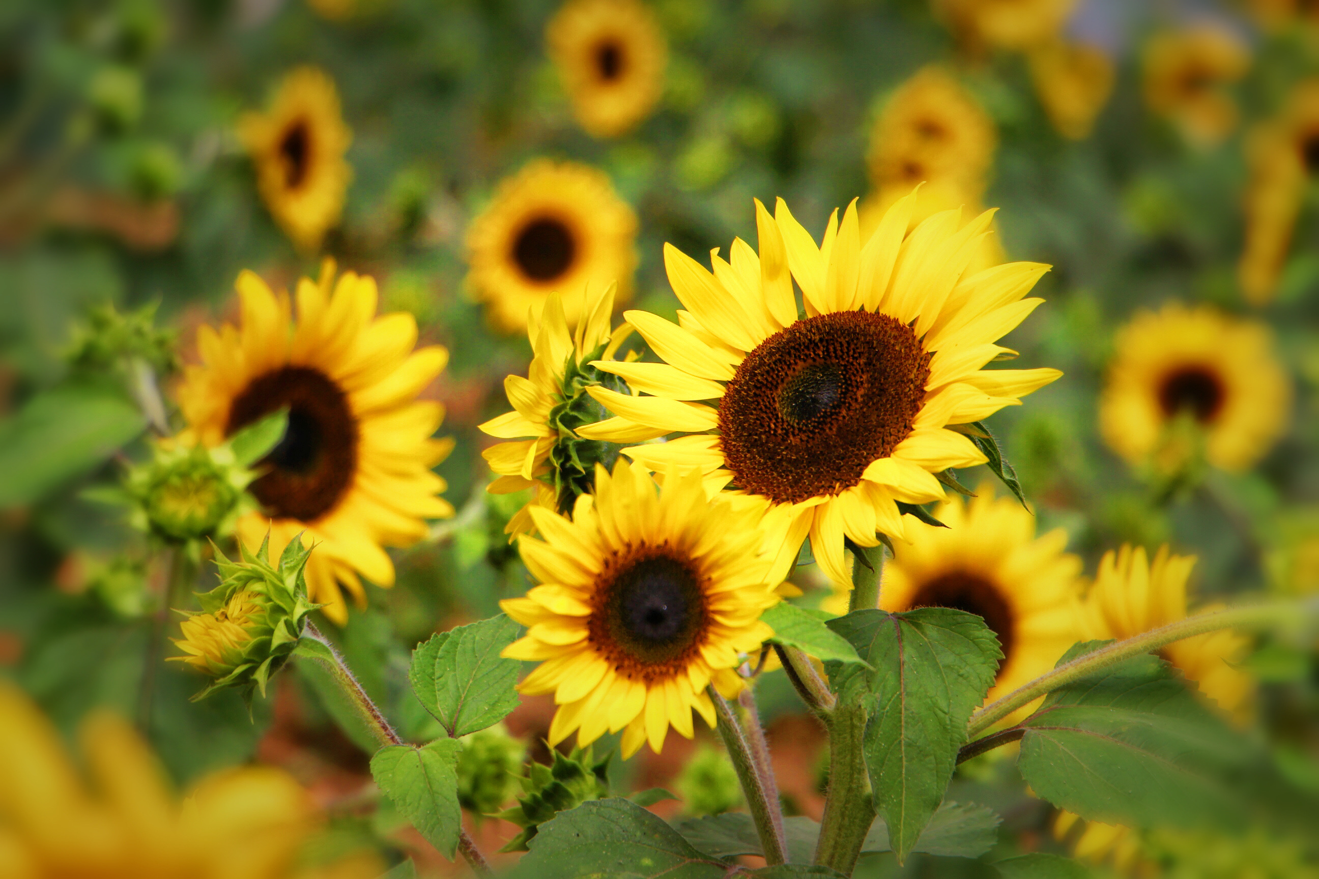 【首发】朝阳花