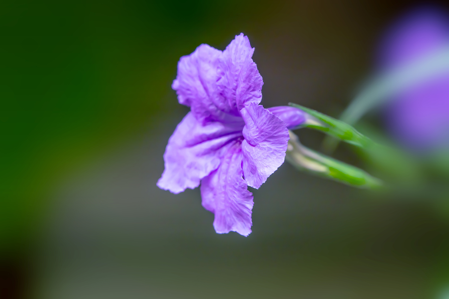 兰花草与蓝花草图片