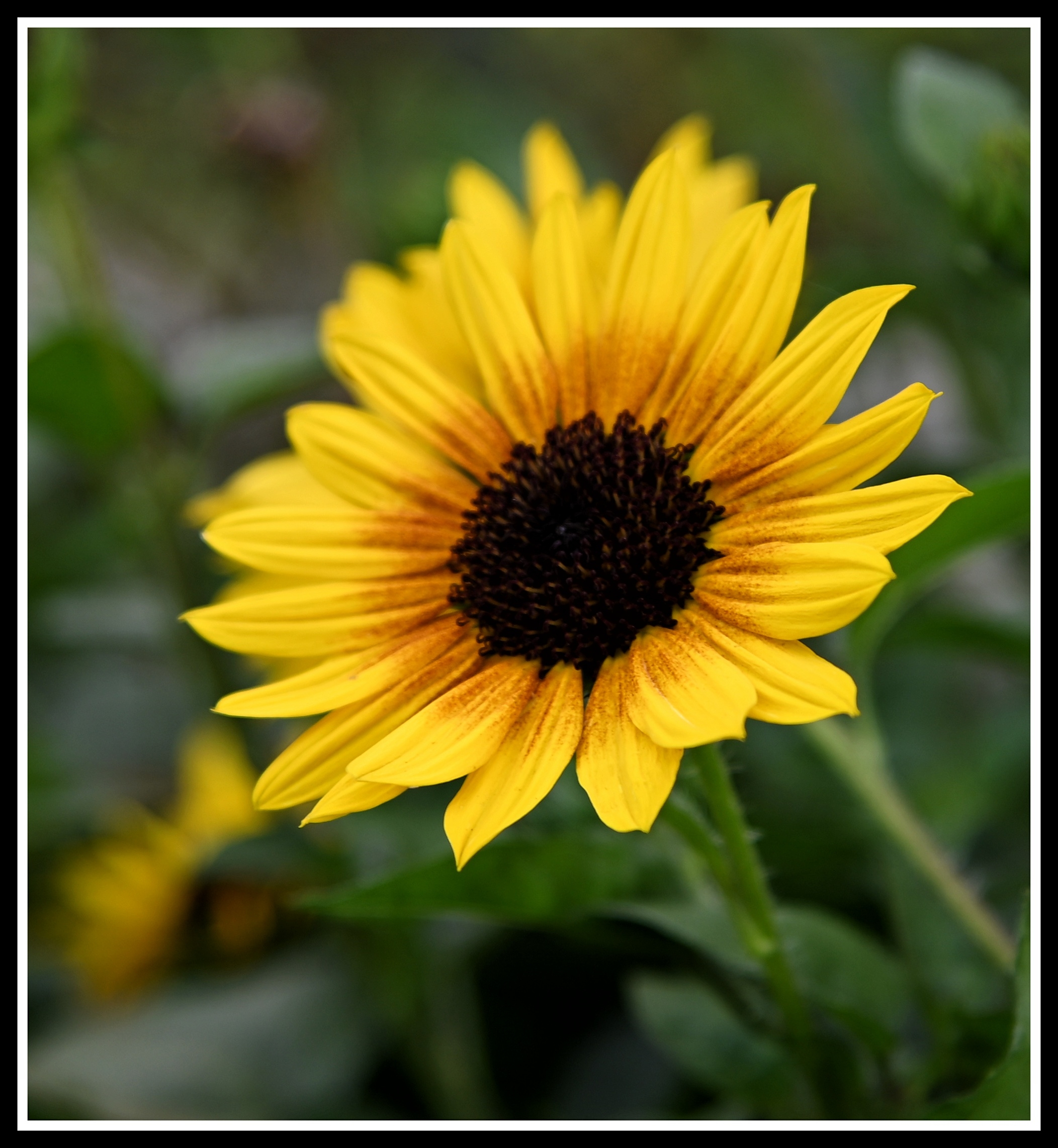 【首发】花坛中的黑心金光菊