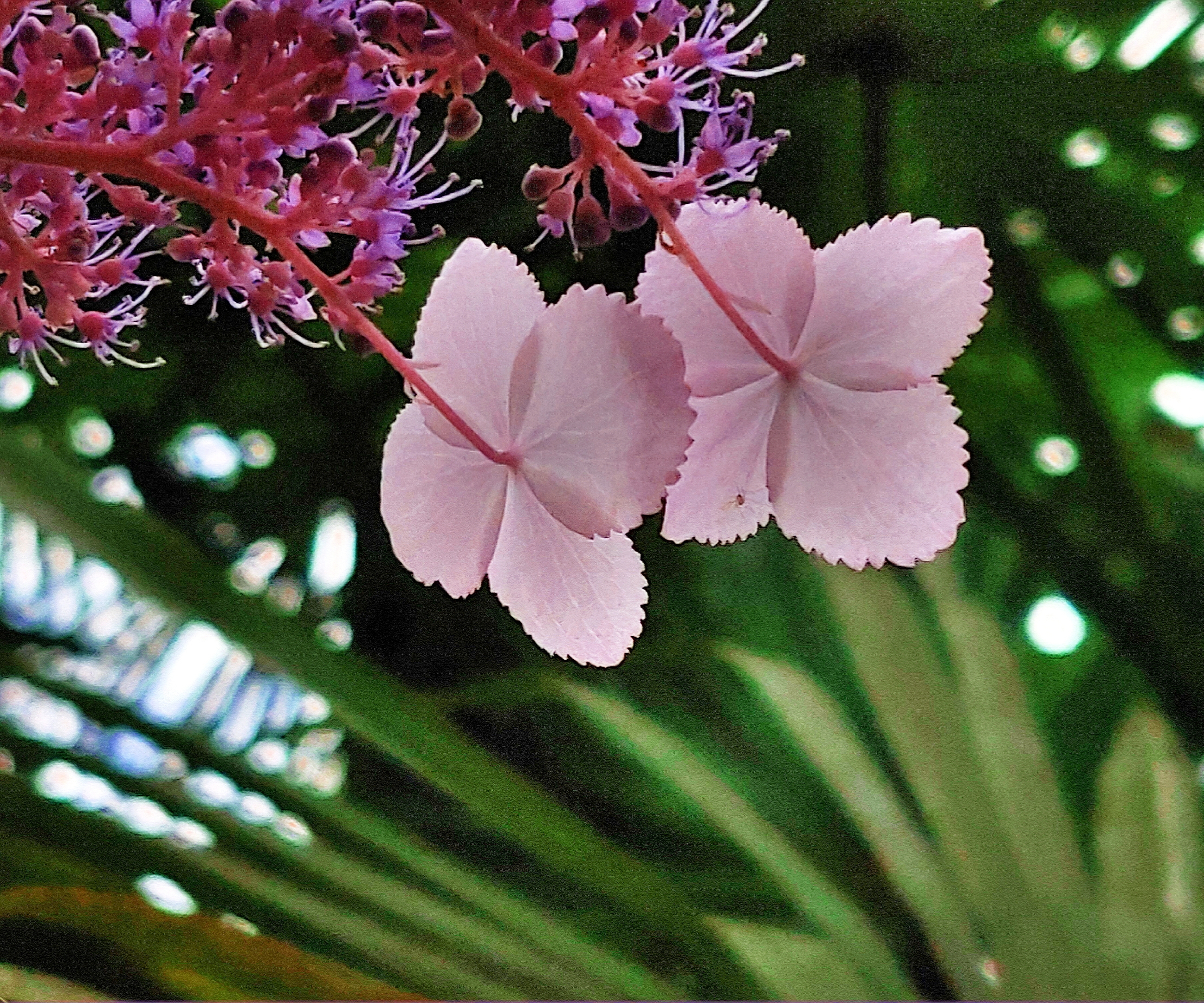 一花一木总关情【vv首发】