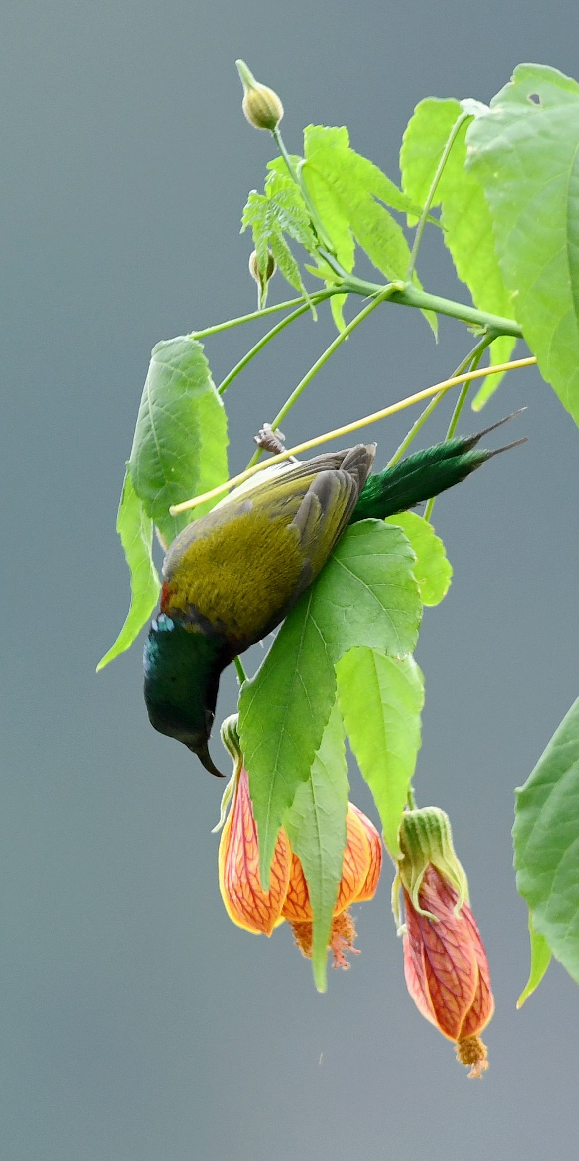 叉尾太阳鸟别称燕尾太阳鸟,是雀形目太阳鸟科一种体型非常小而纤弱的