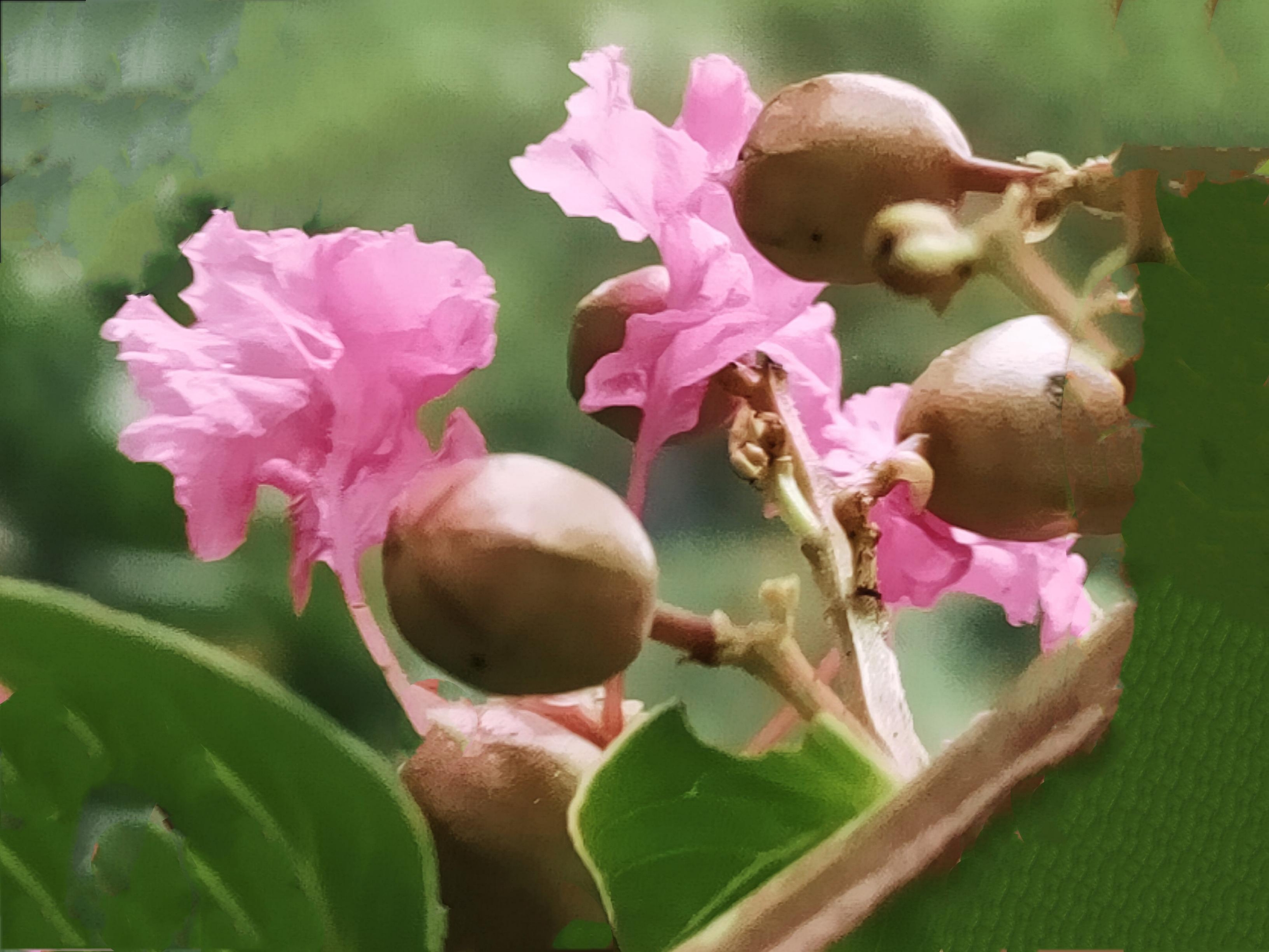 【首发】紫薇花与果