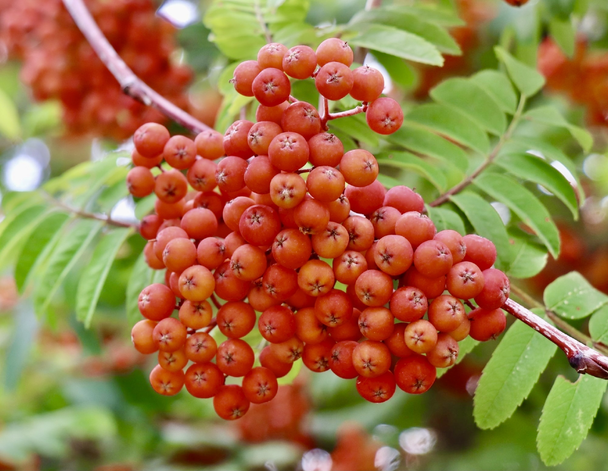 【首发】山槐子