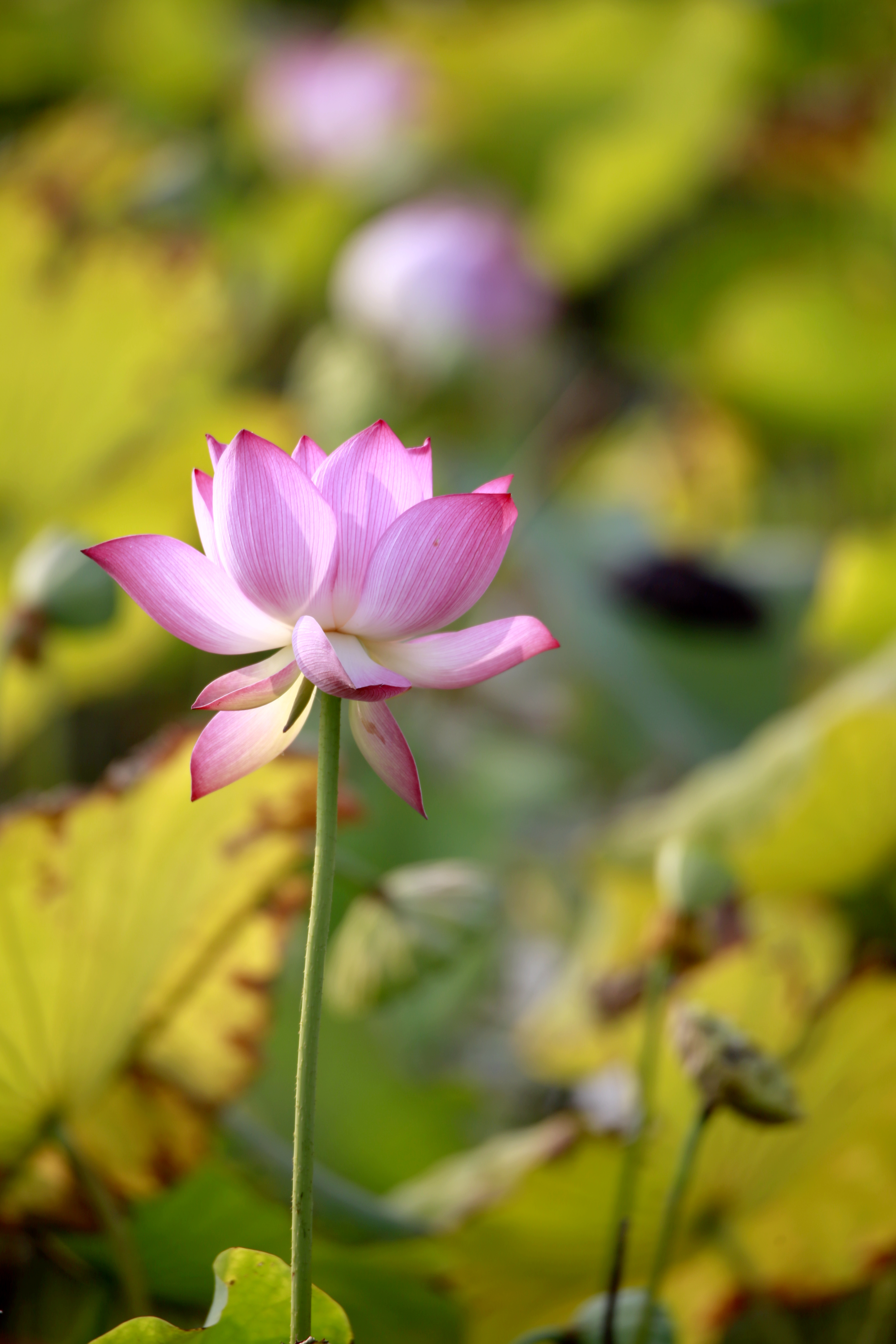 荷香沁沏金色秋