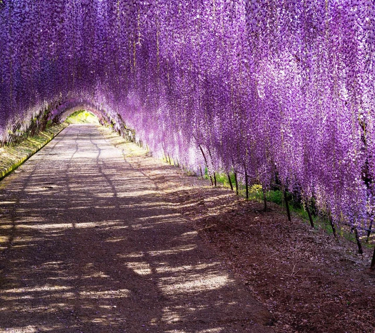 最浪漫!梦幻的紫藤花大道.