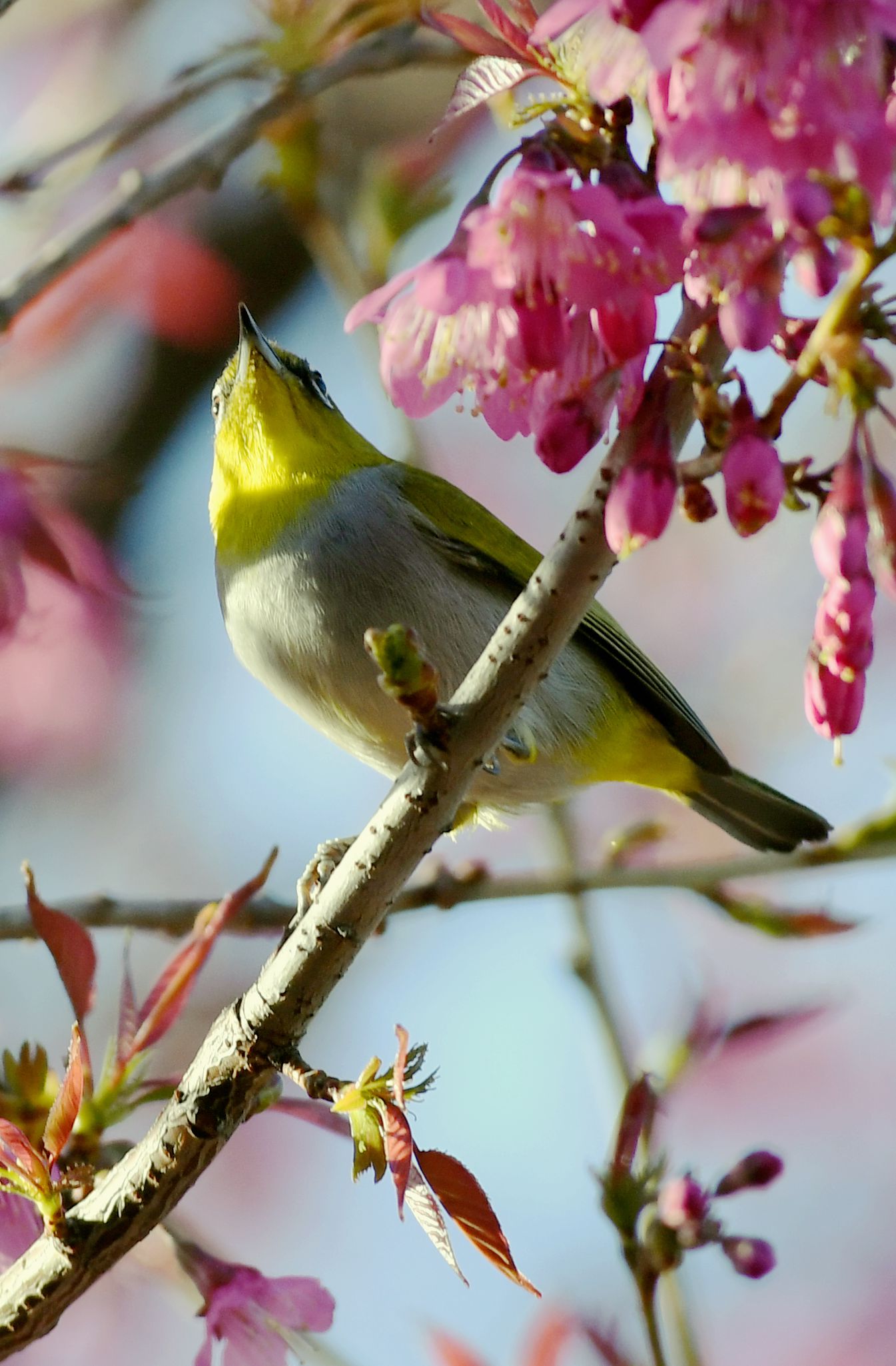 灰腹绣眼鸟【首发】