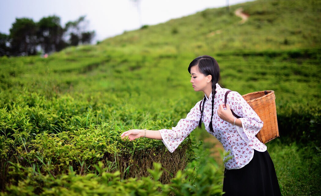 采茶姑娘茶山走图片