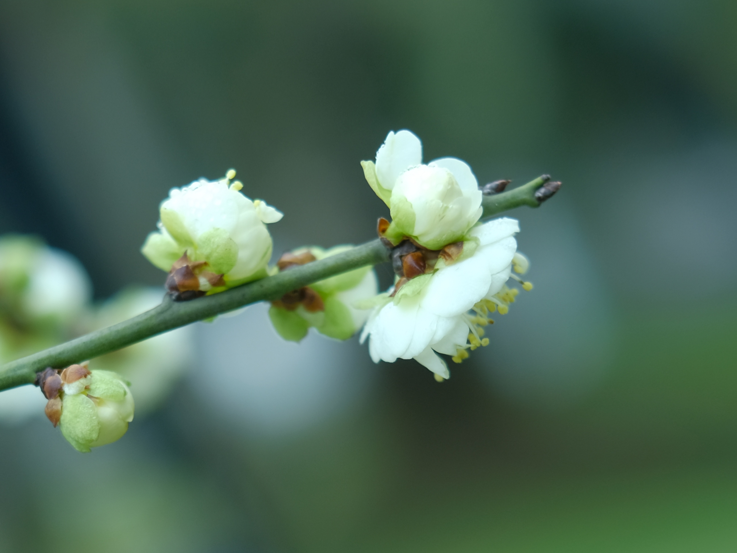 相关阅读   苹果绿梅  来自网络 绿梅是梅花较希罕的一品种,可用于