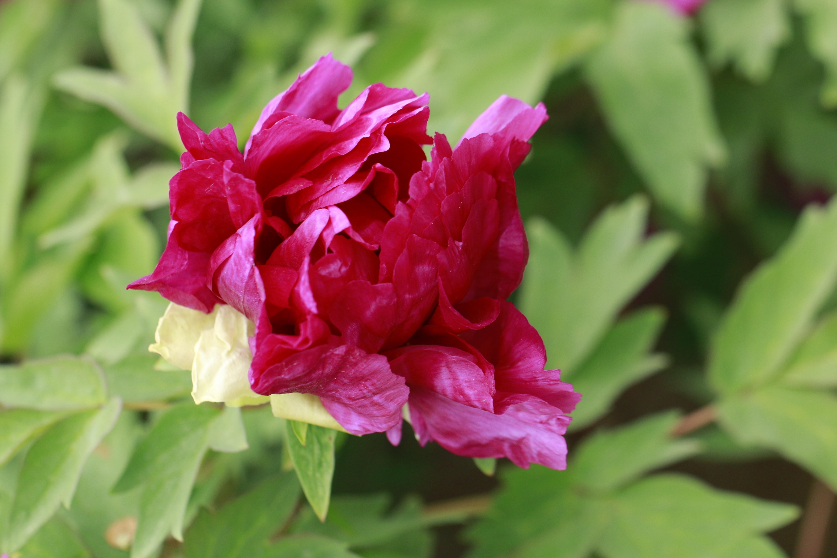 雍容华贵的红牡丹