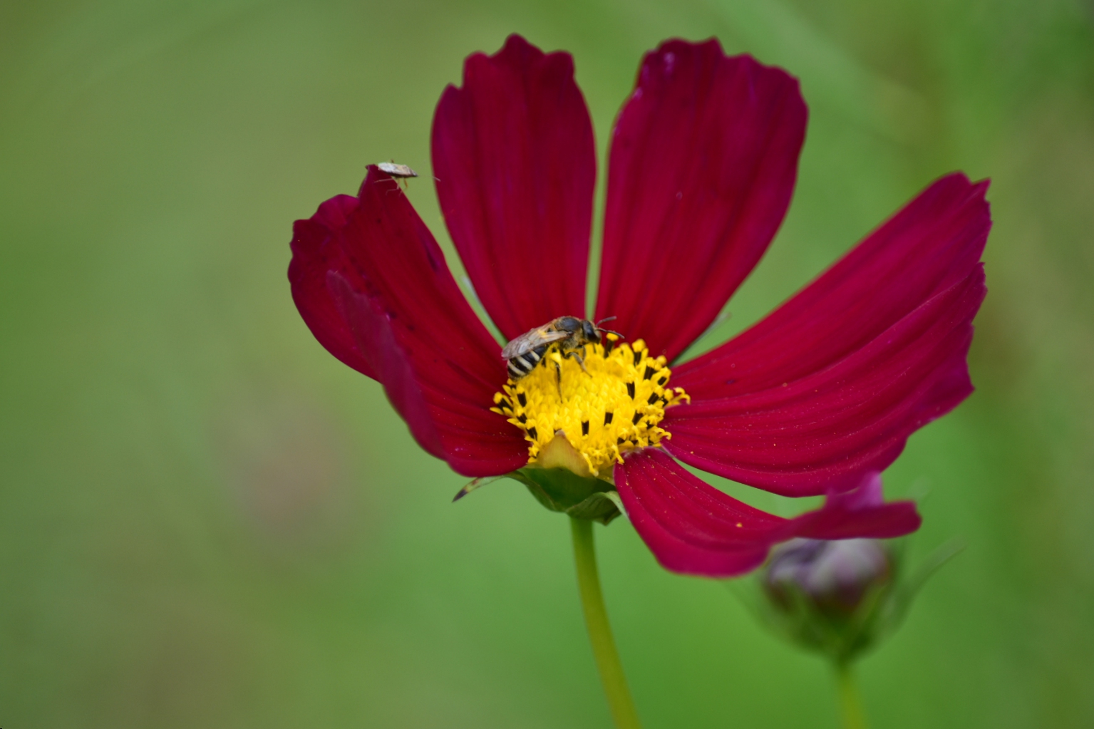 波斯菊