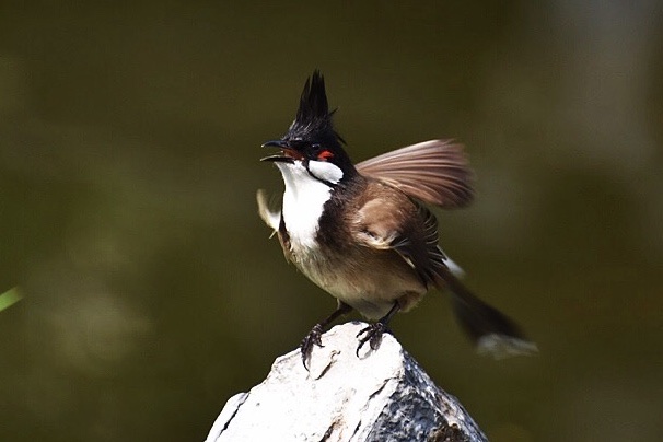 因有高耸的冠羽,俗称「高髻冠」.