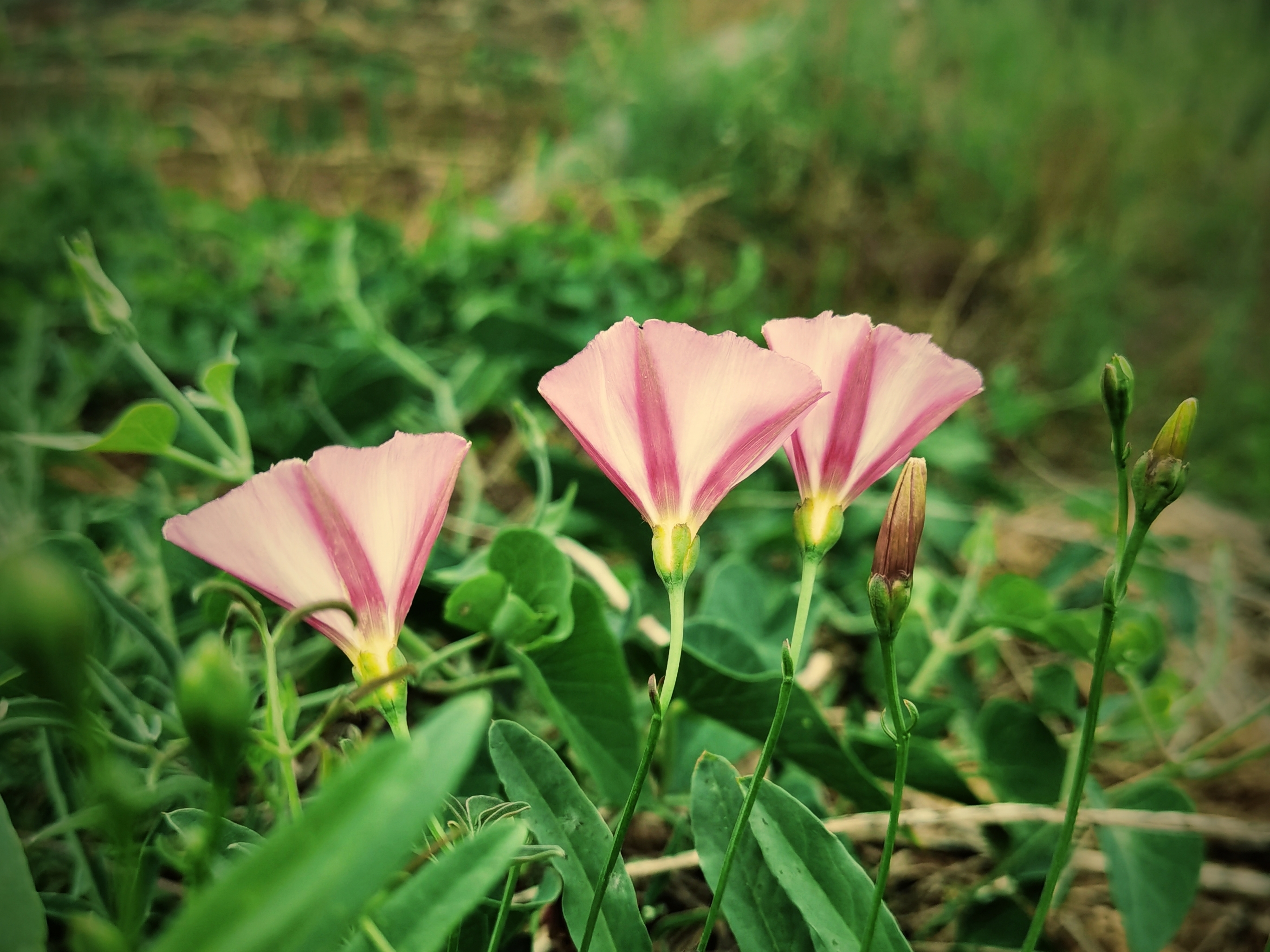 田旋花『首发』