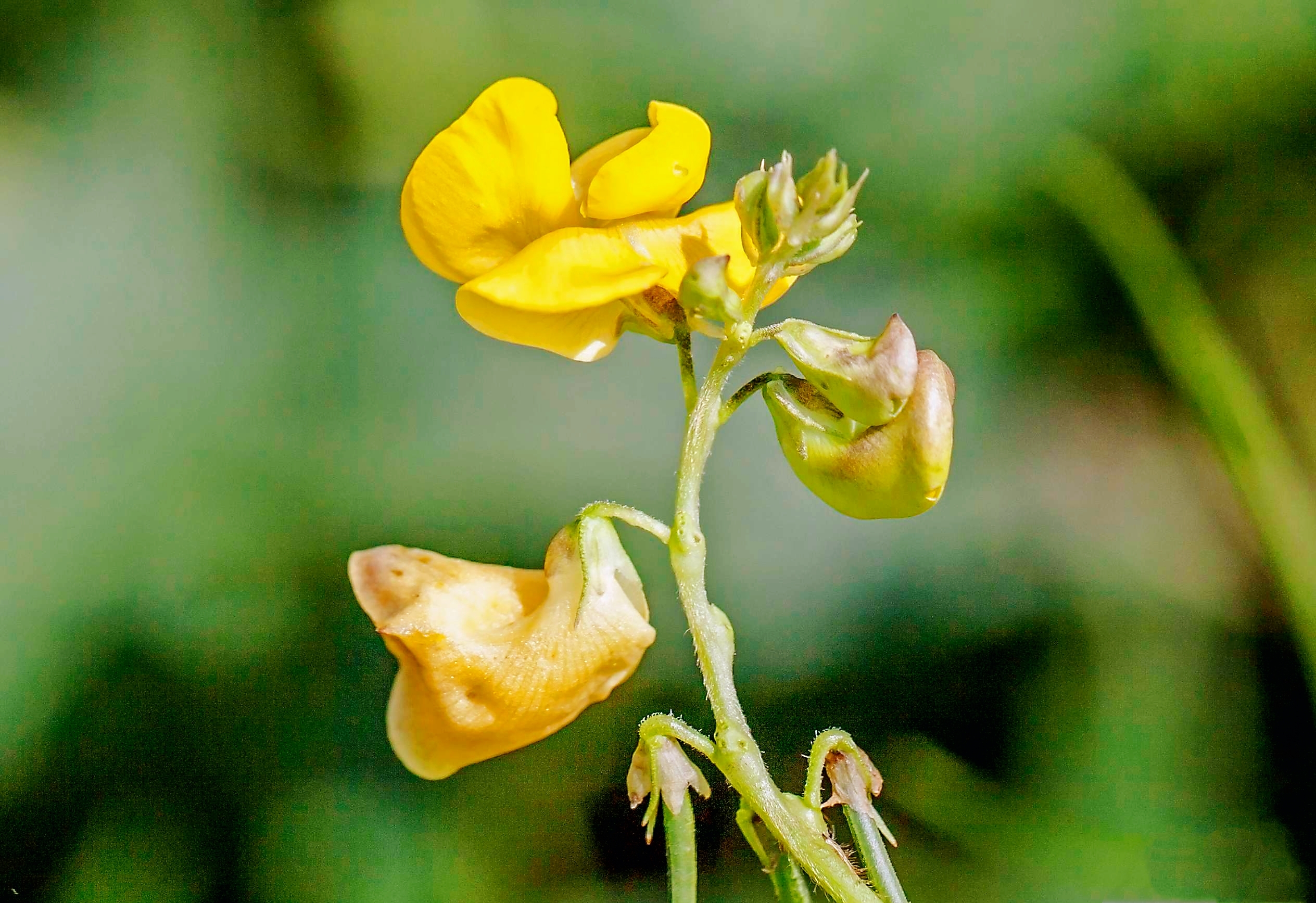 《首发》赤小豆花
