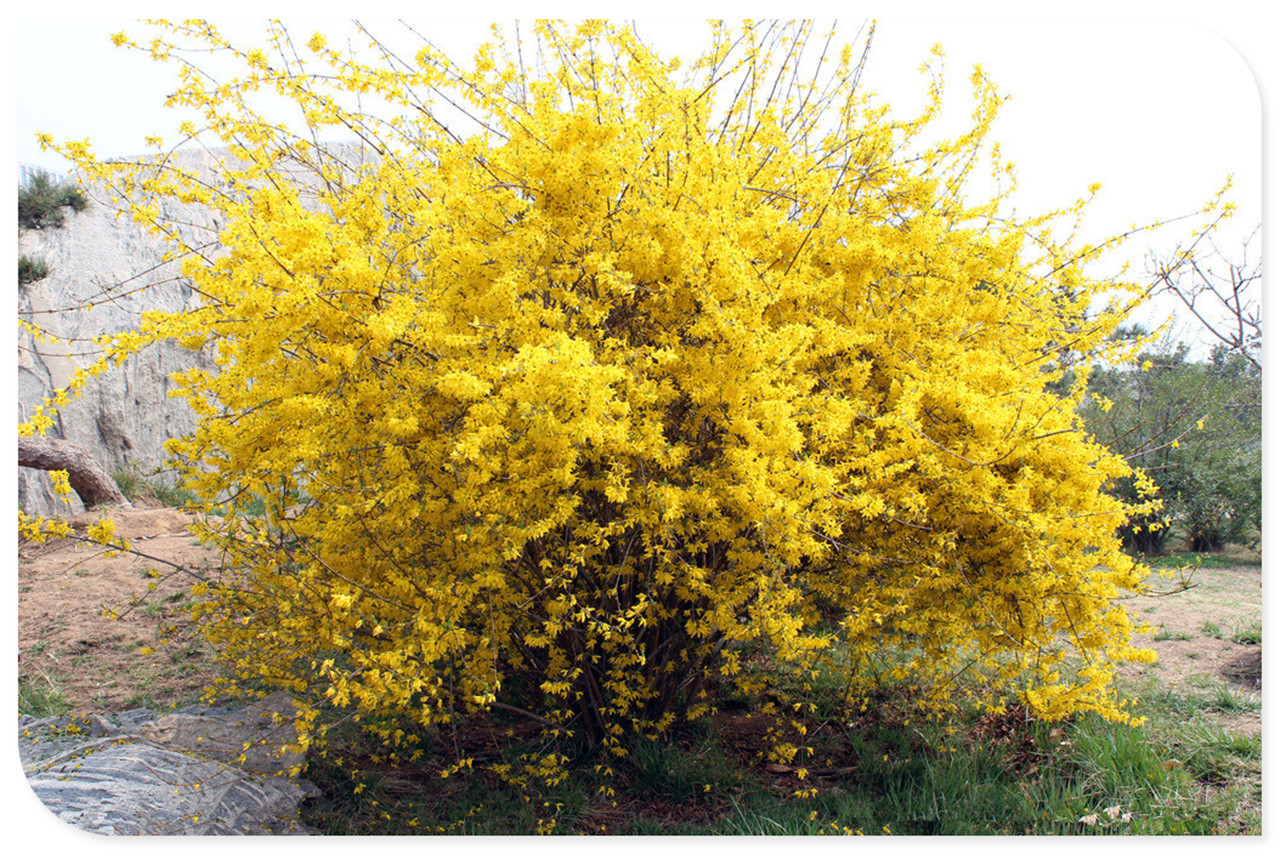 诗词十二首作者张春