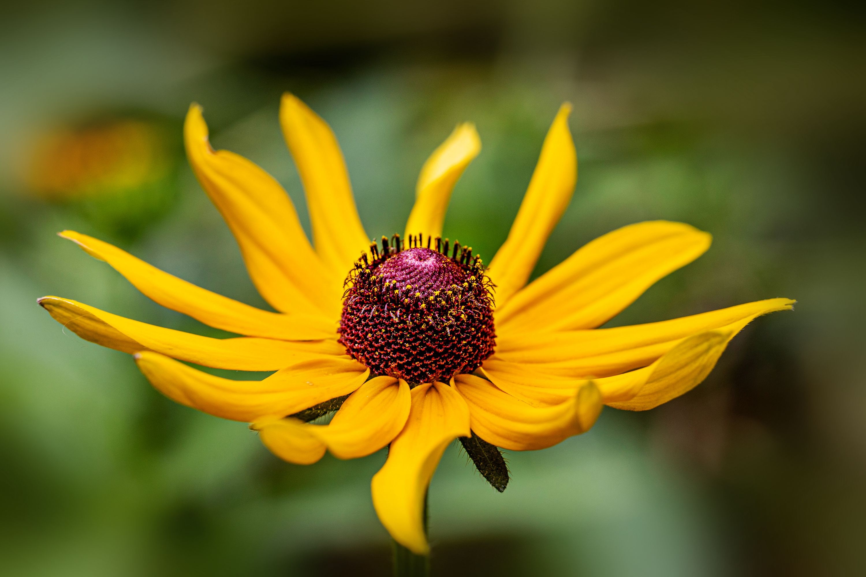 【首发】美丽的毛叶金光菊4