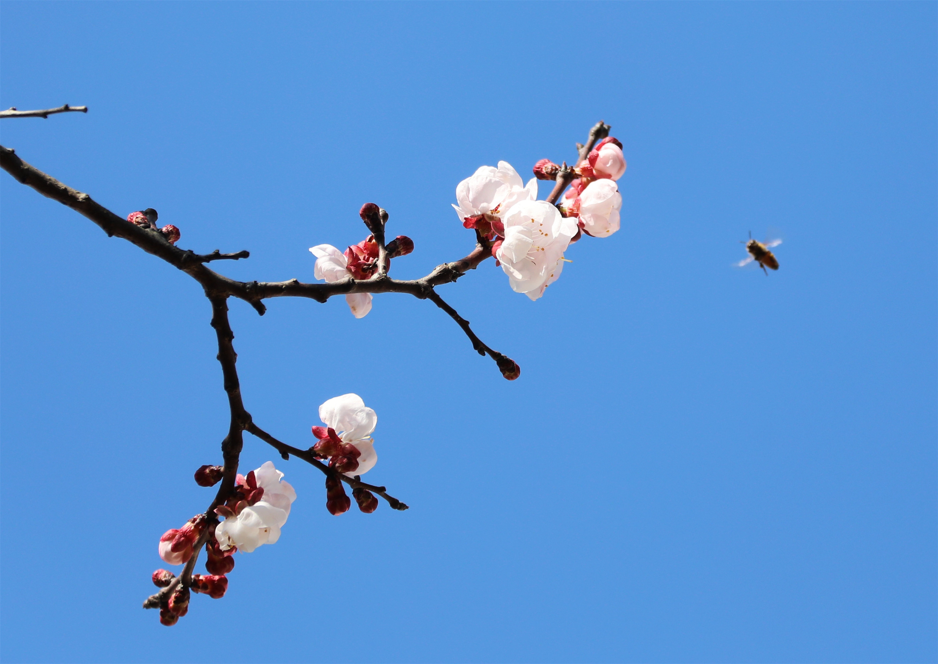 唐·杜甫, 梅蕊臘前破,梅花年後多.絕知春意好,最奈客愁何?