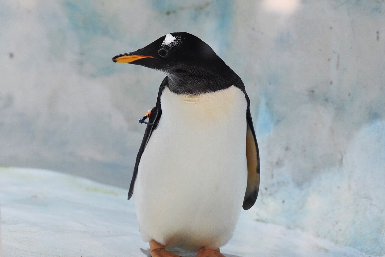 首发〕来自冰天雪地的南极奇观.国皇企鹅