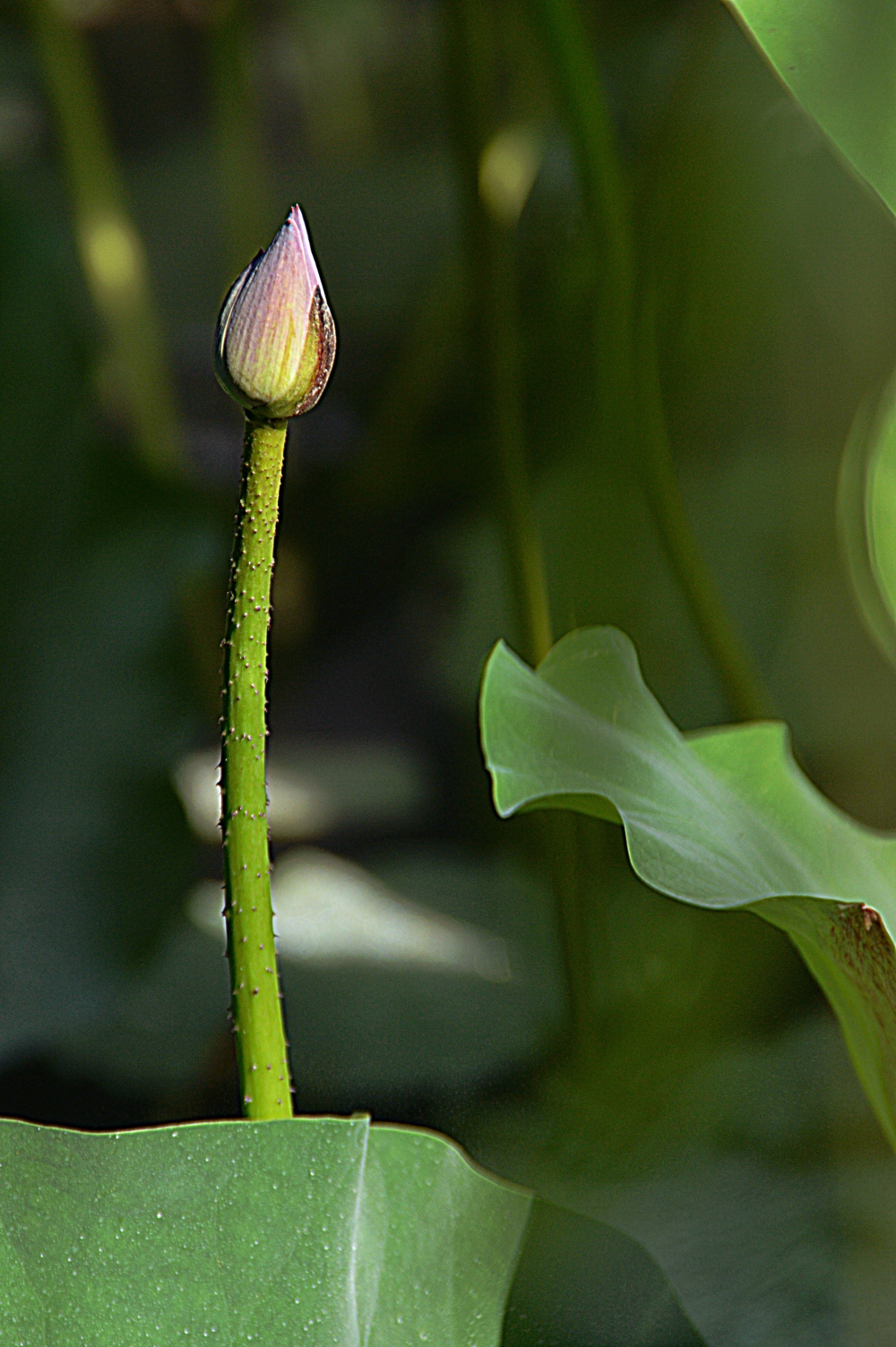 荷花婀娜多姿的姿态