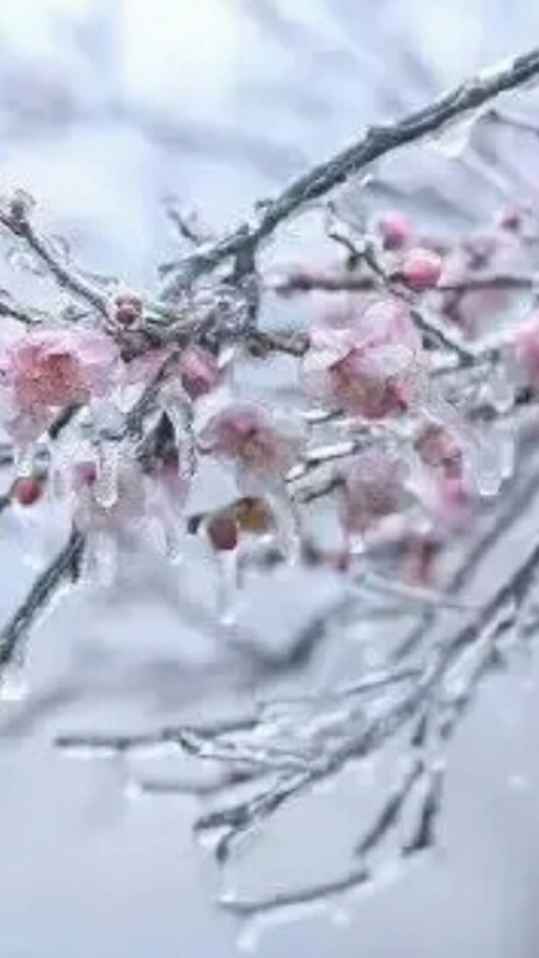 梅花虽傲骨但飘雪落无声梅花也有泪只是冰雪还未寒透梅花蕊