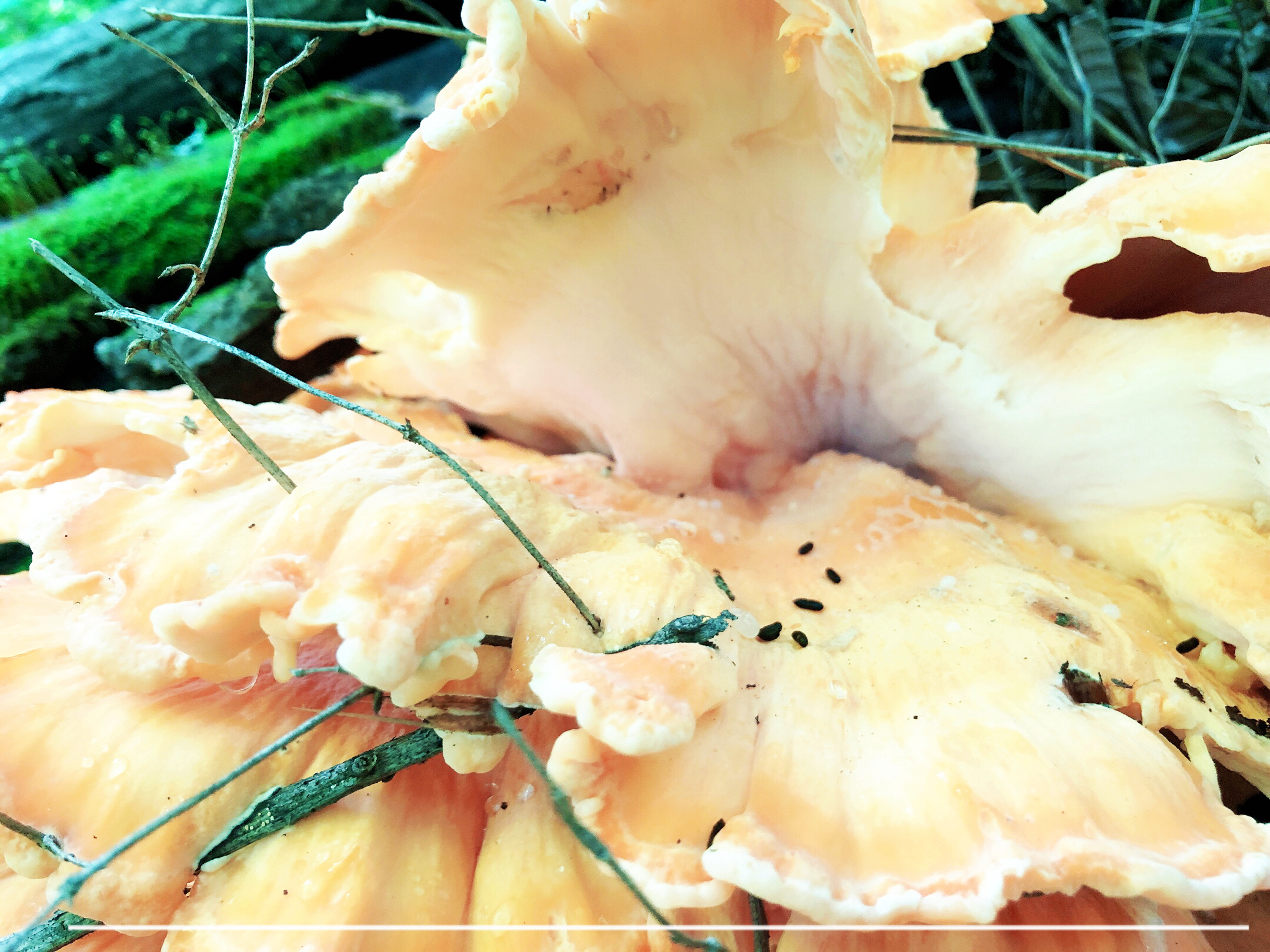 山野风一一树鸡蘑