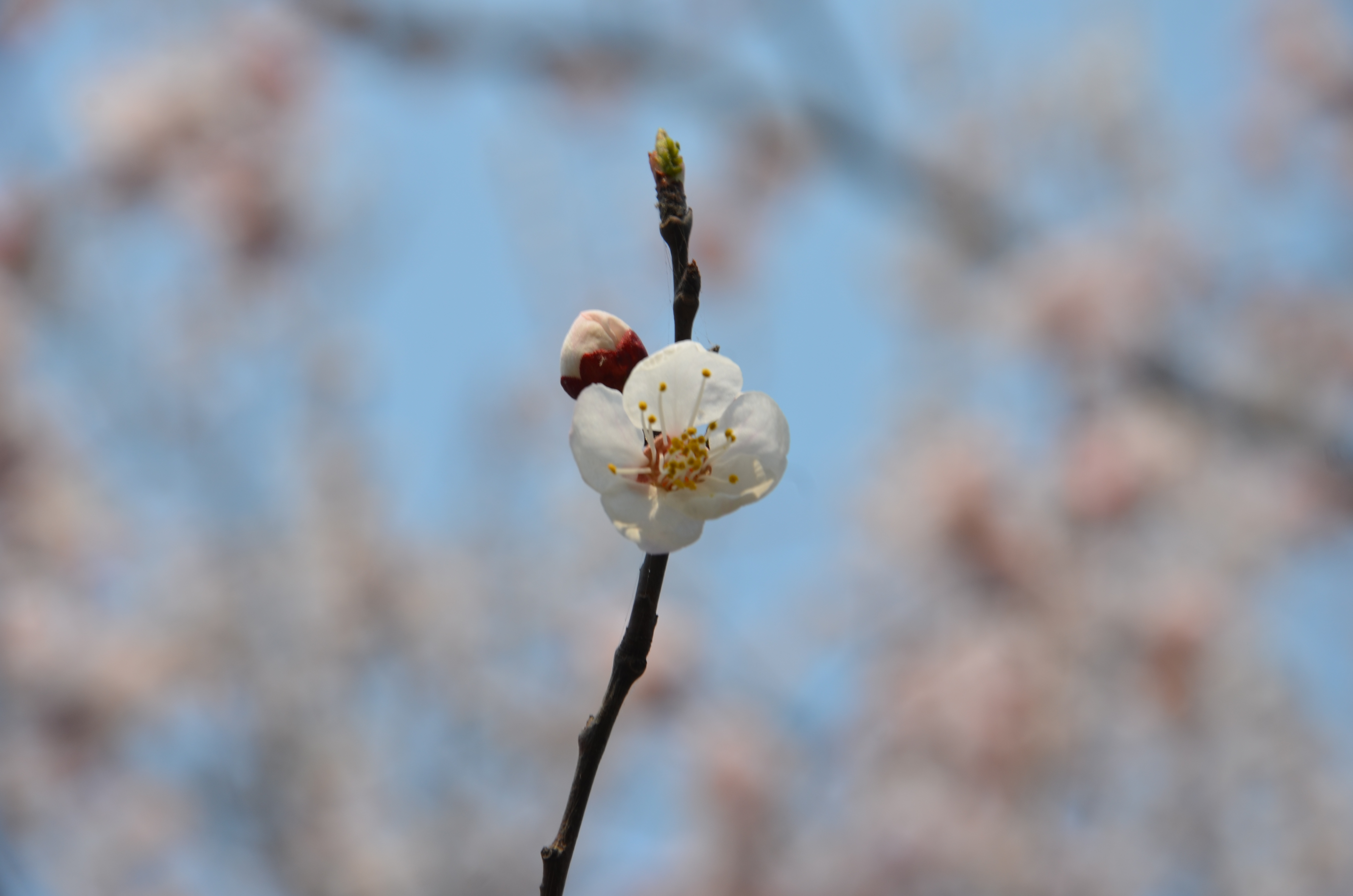 桃花红杏花白