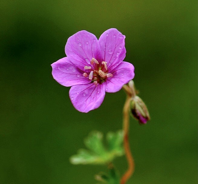 【首发】花城广州～甘青老鹳草