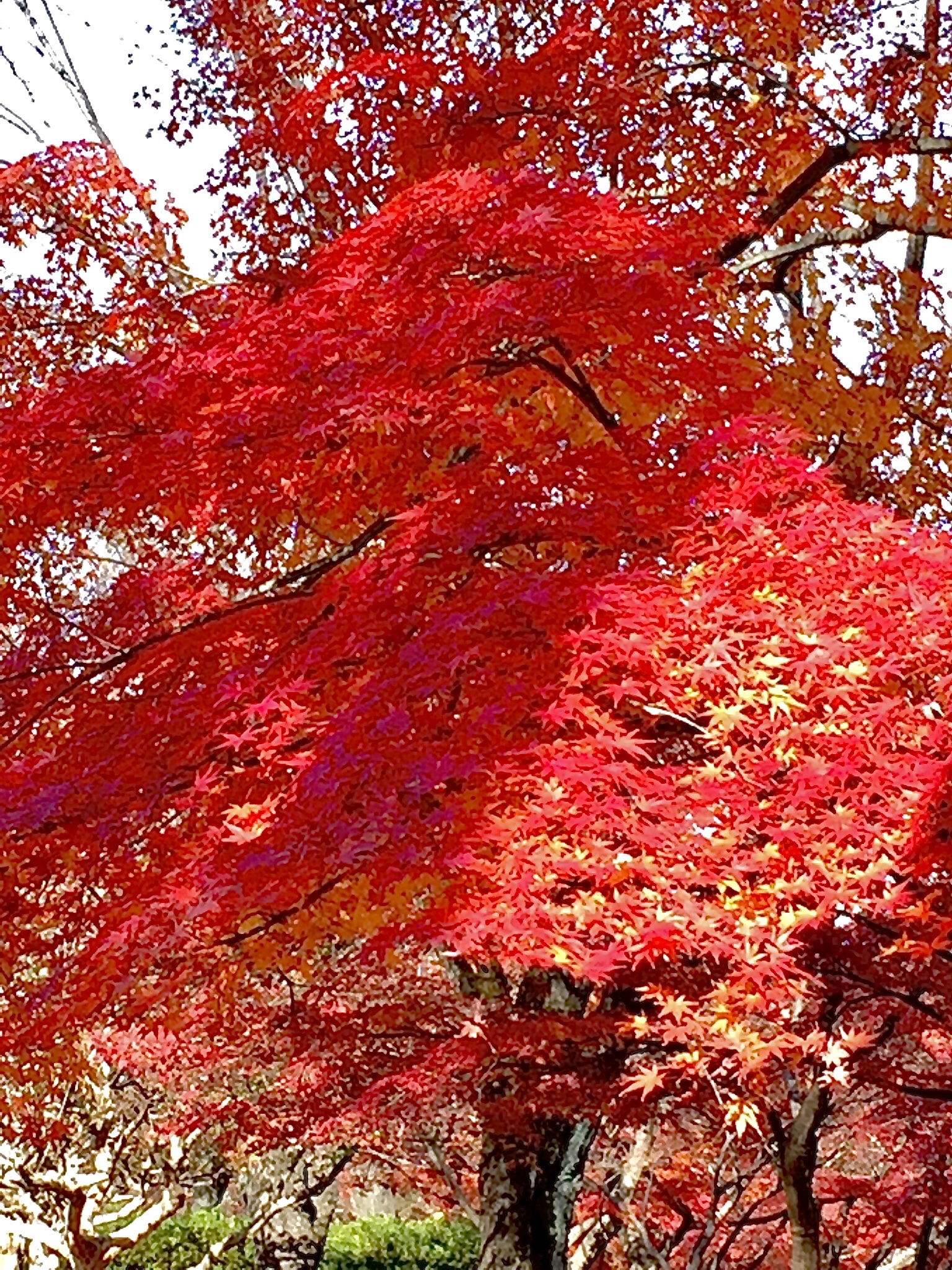 阳光下的枫红〔首发