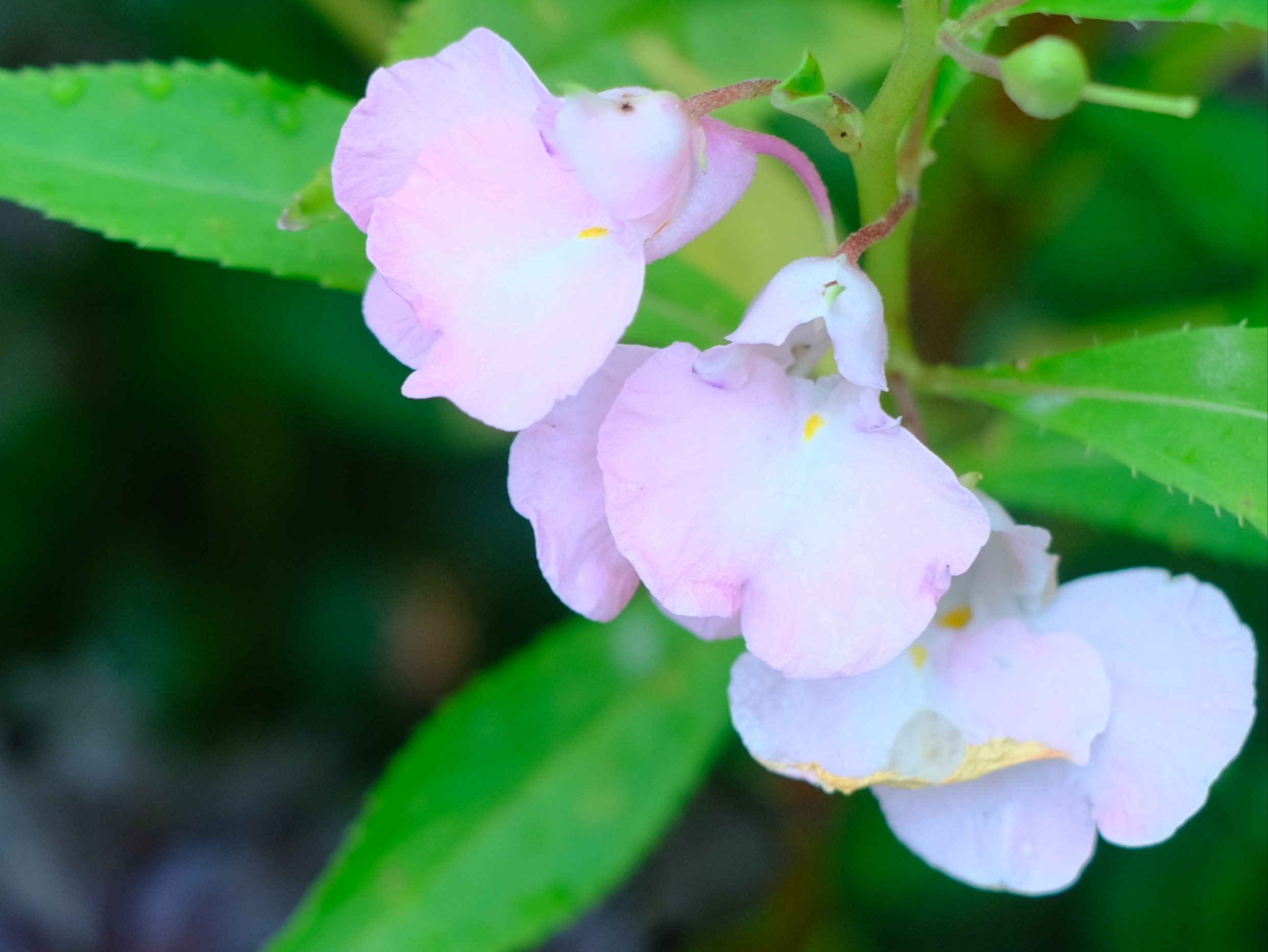 凤仙花花色图片