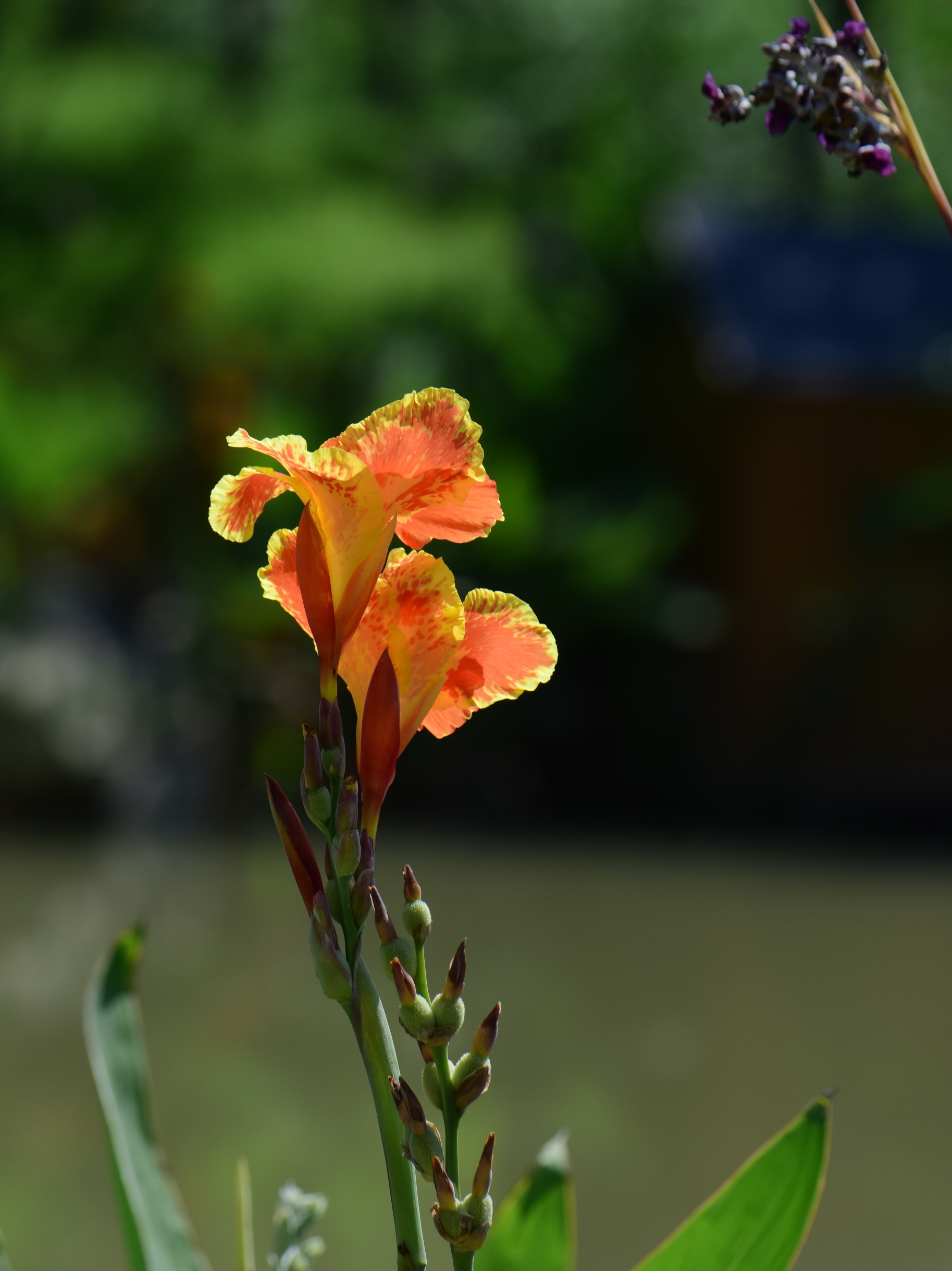 摄时:今夏 摄地:植物园 花种:双色鸳鸯美人蕉