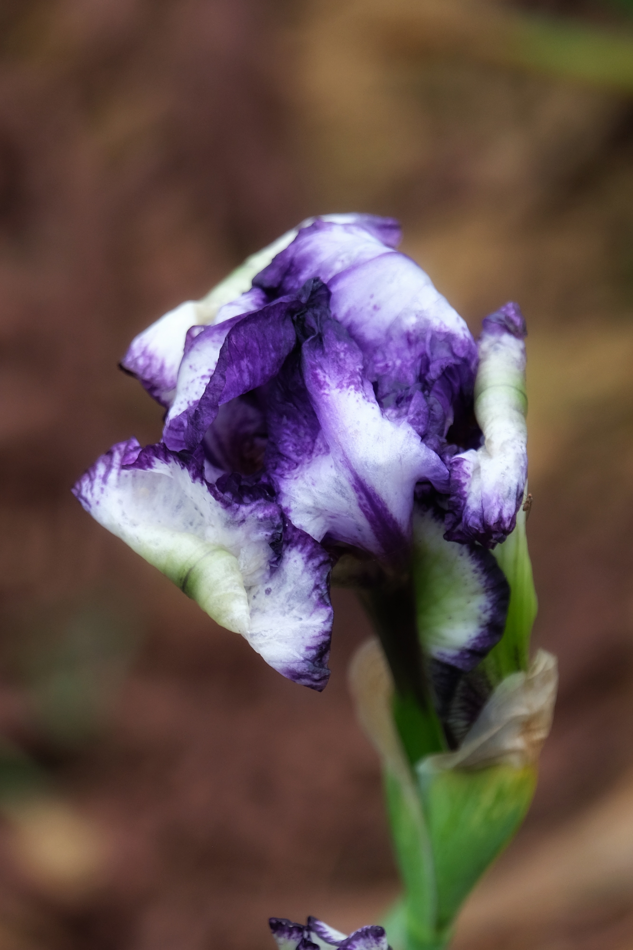 鸢尾花(16)【vv首发】