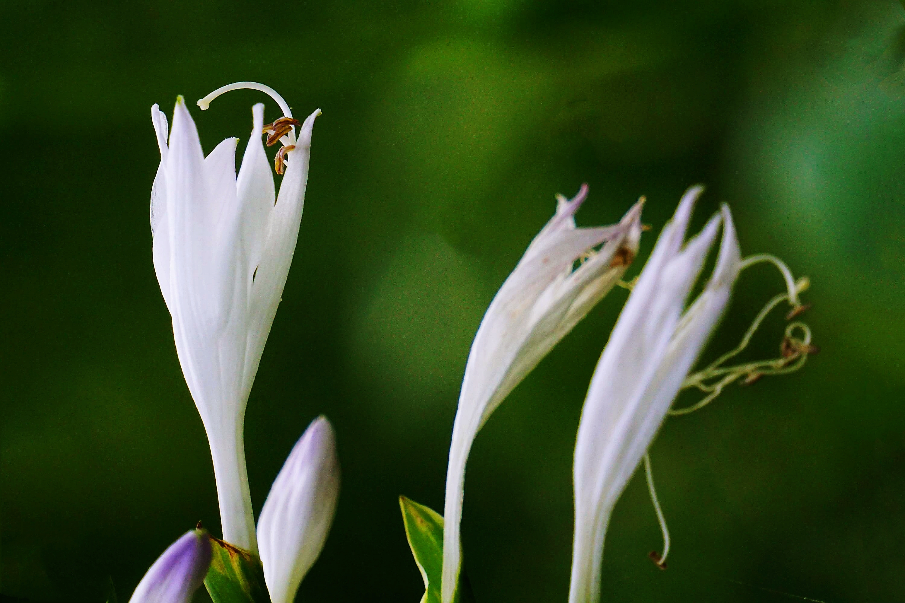 白色琉璃玉簪花