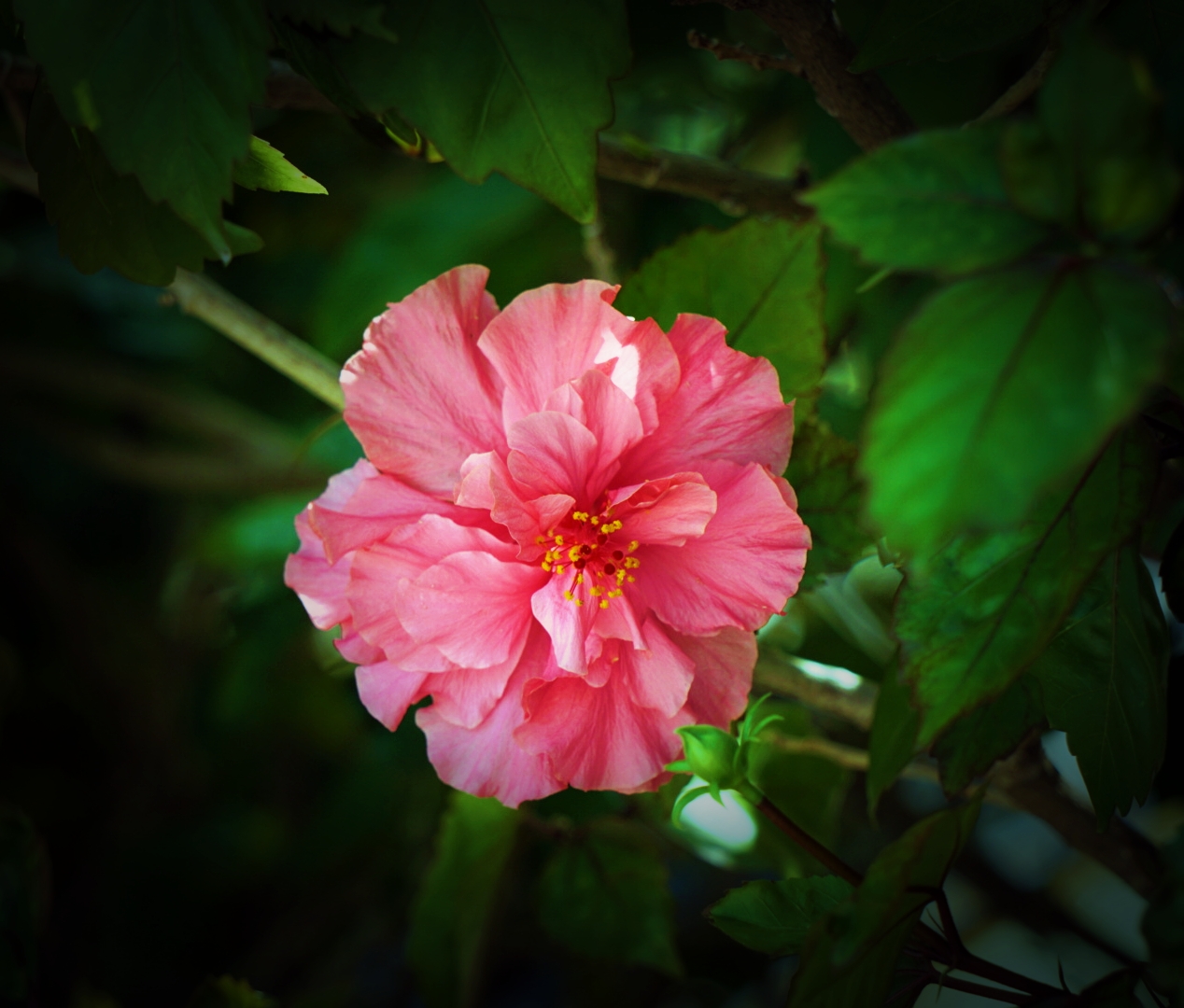 重瓣朱槿花-6(首发)