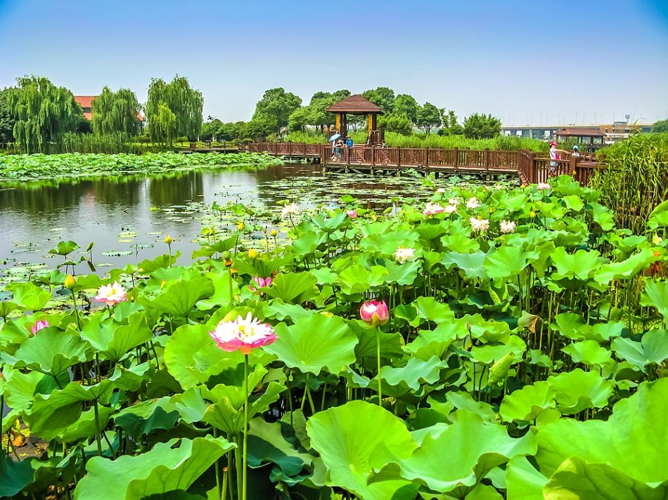 江南最大的荷花主题公园荷塘月色湿地公园