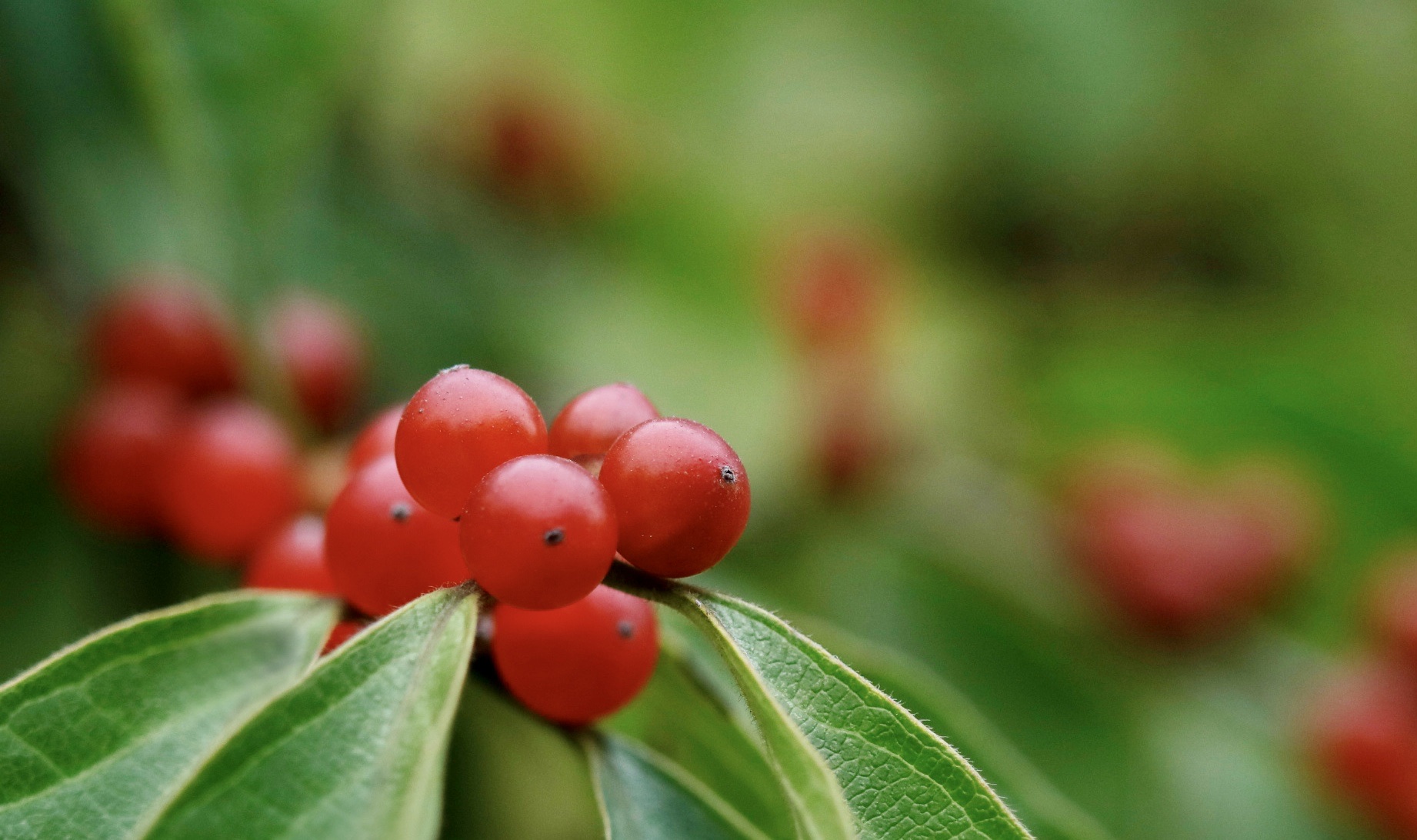 [首发]金银忍冬