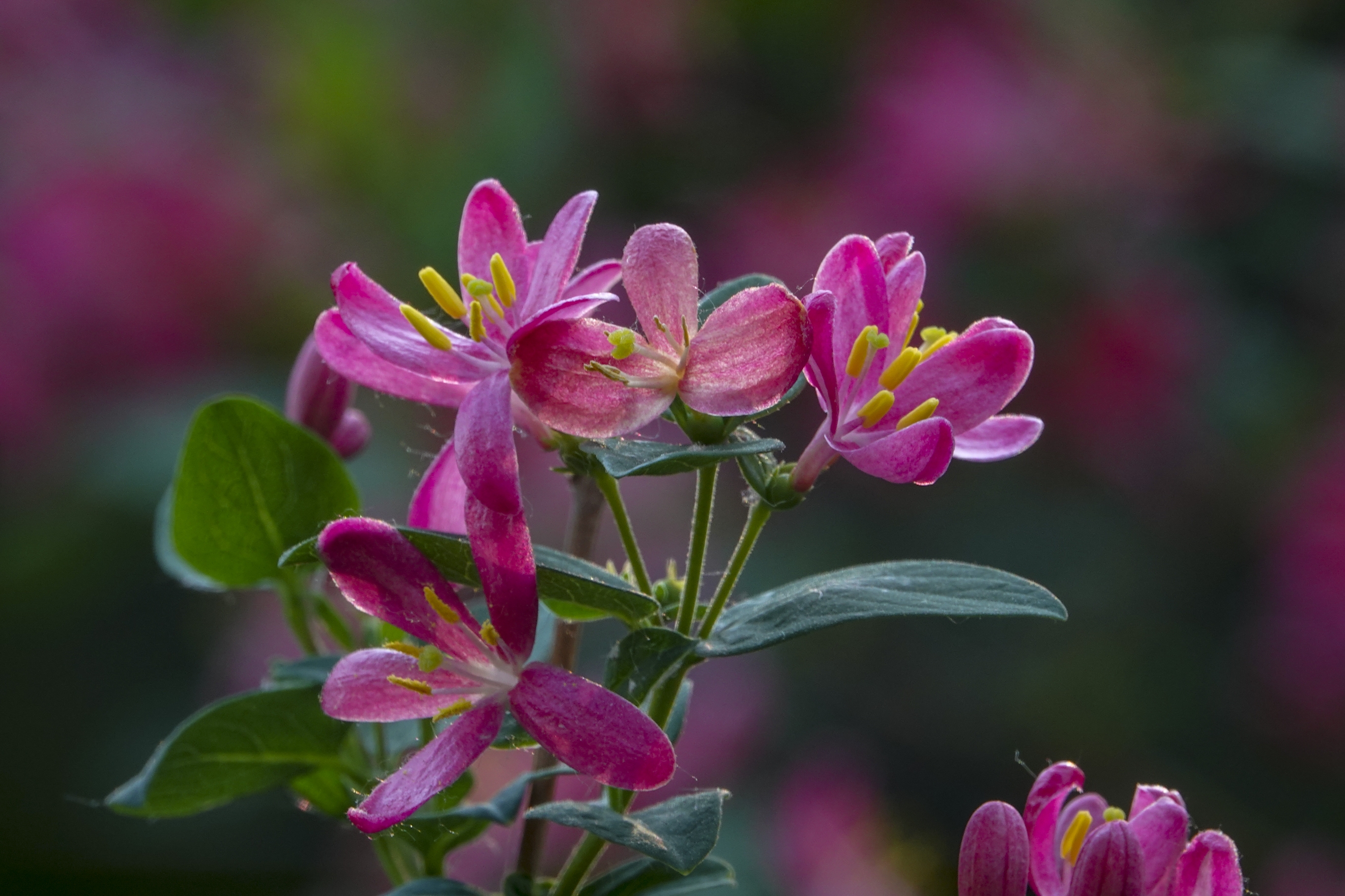 红花忍冬【vv首发】