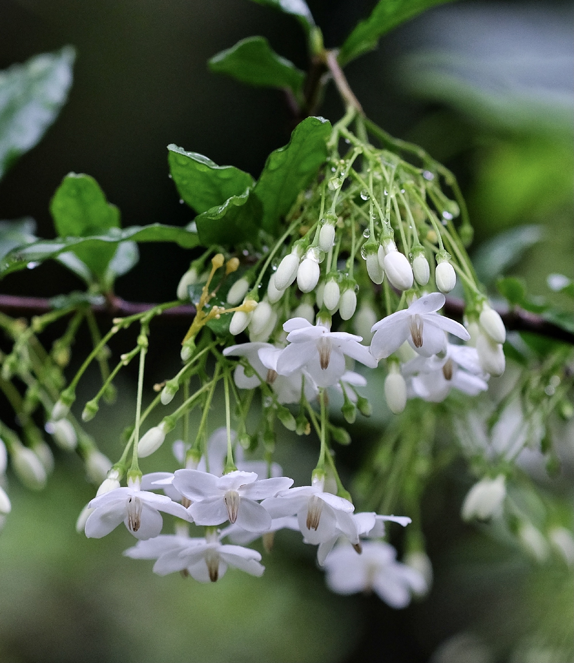 【首发】花城广州～水梅