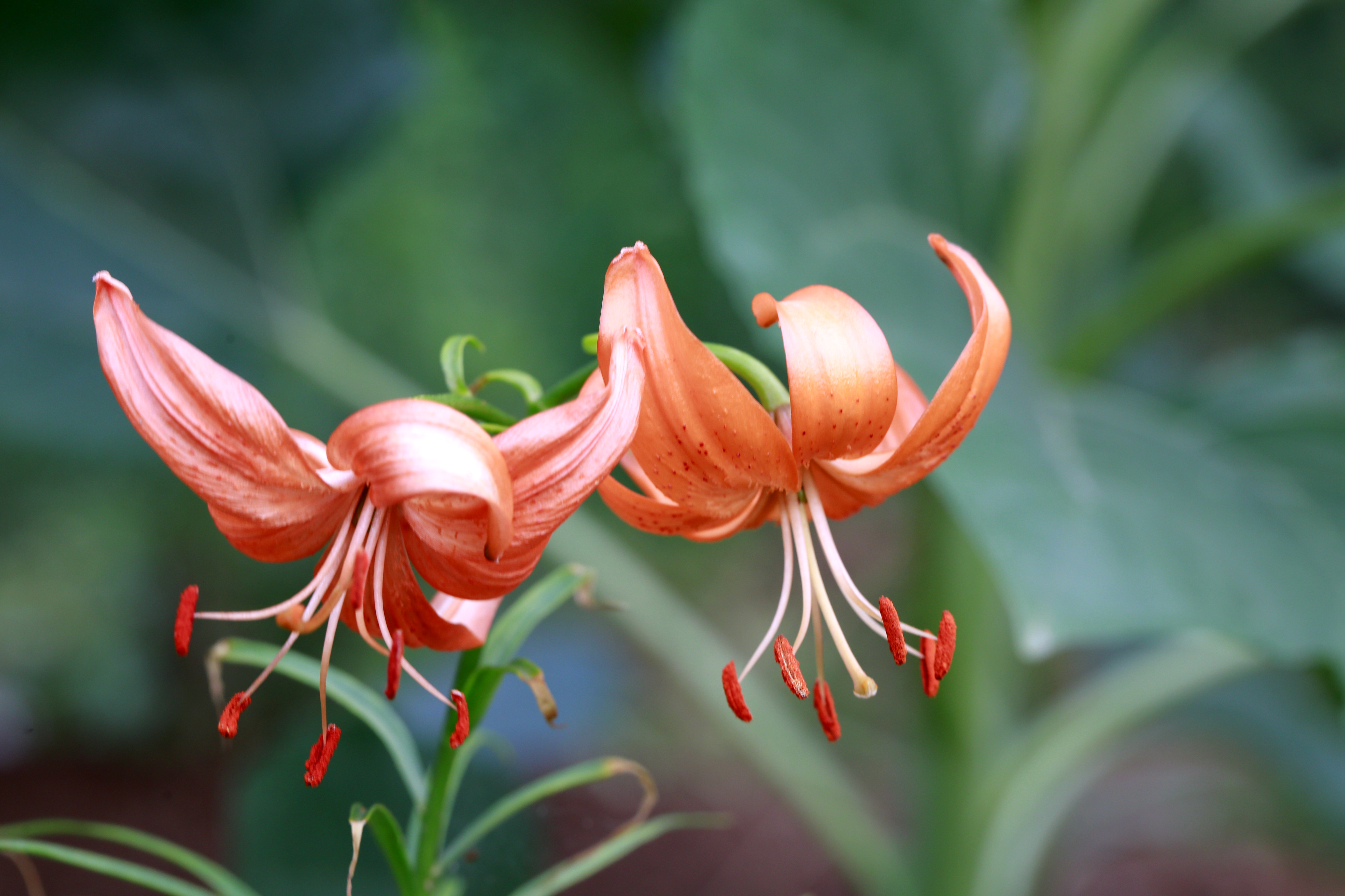 山丹丹花,百合花的一种.拍摄于平陆杜马乡.
