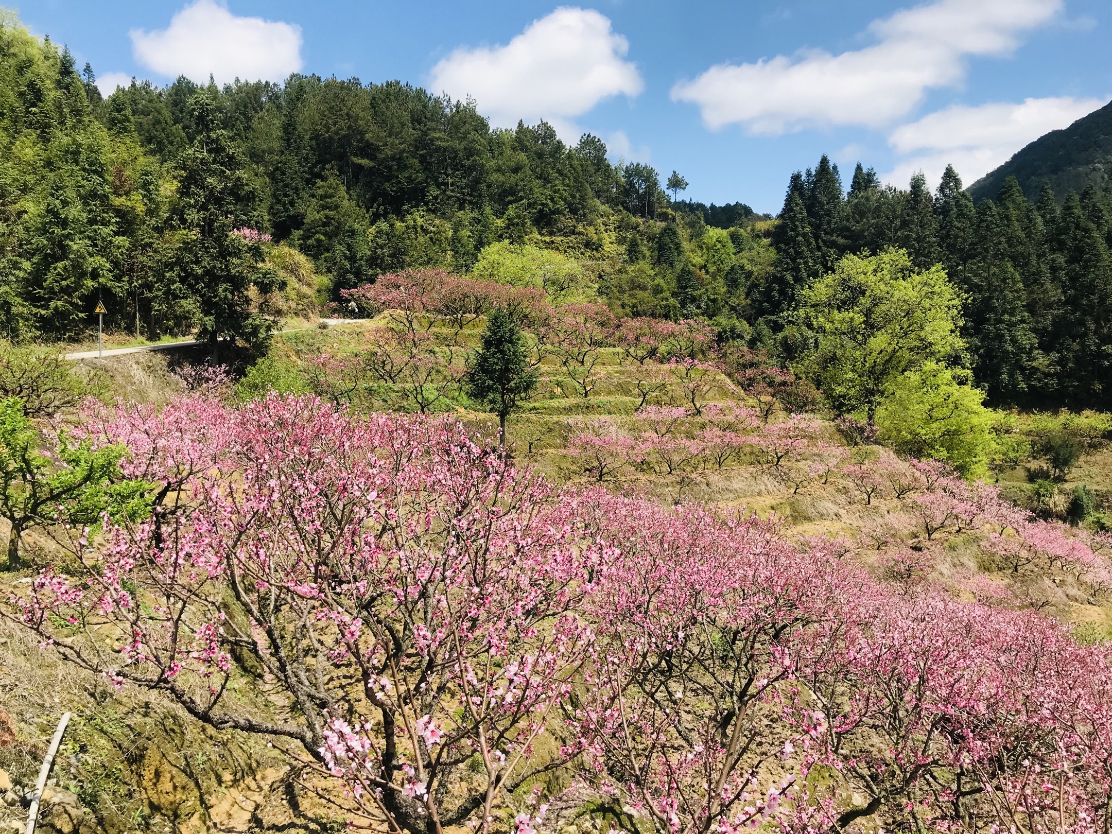 20200401古田临水宫兰坦村赏桃花一日游