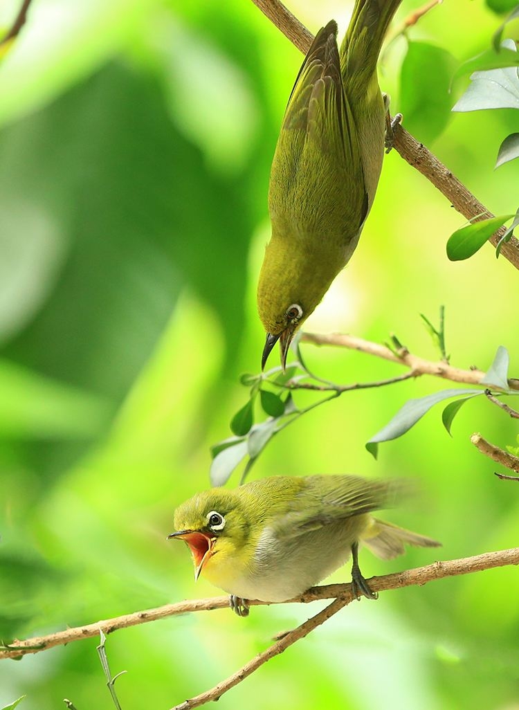 清晨窗外鸟鸣枫叶正红