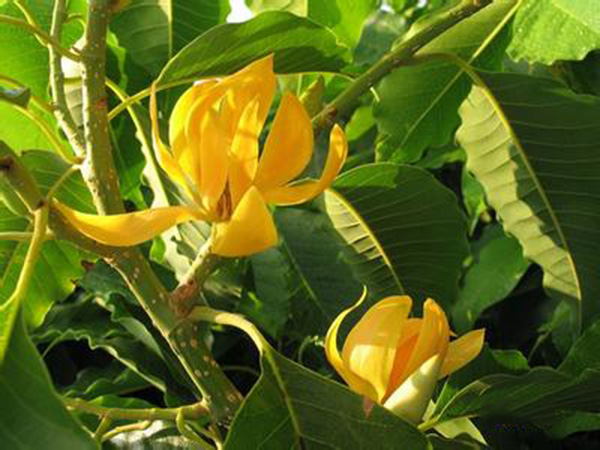 听金色花作者泰戈尔