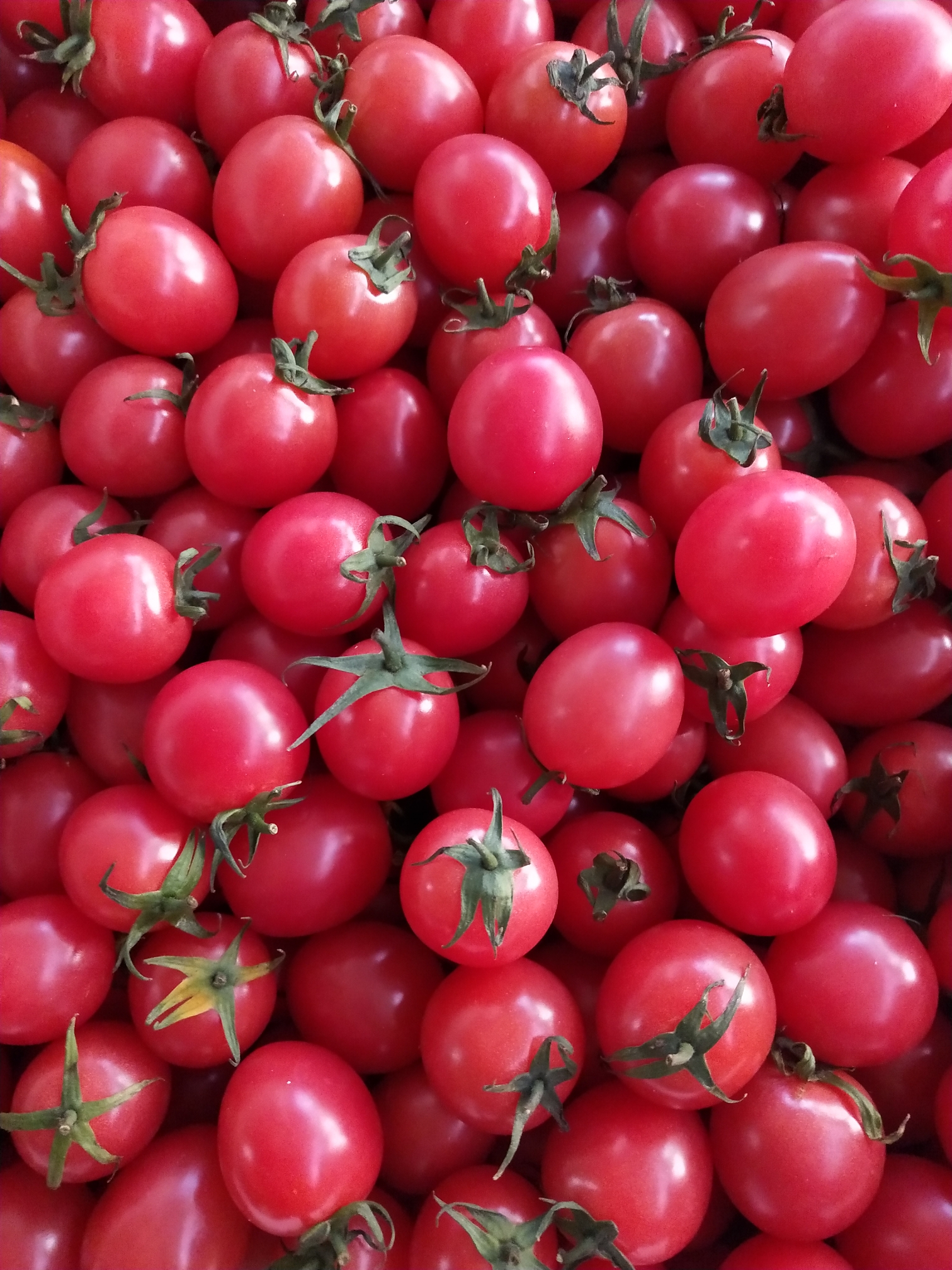 海南千禧柿子王榴莲 果中之王冬枣 脆,甜山东 烟台红富士