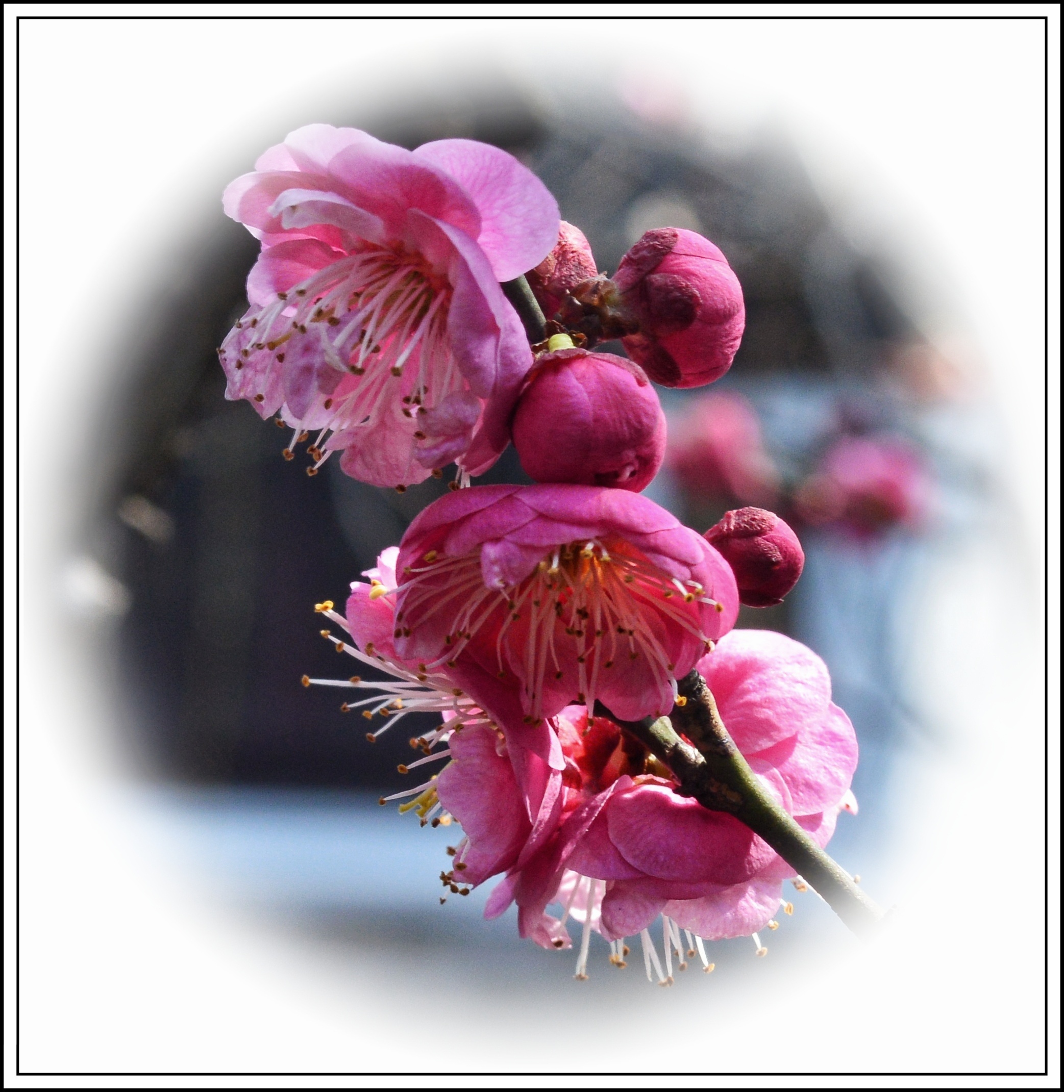 【首发】赞红梅