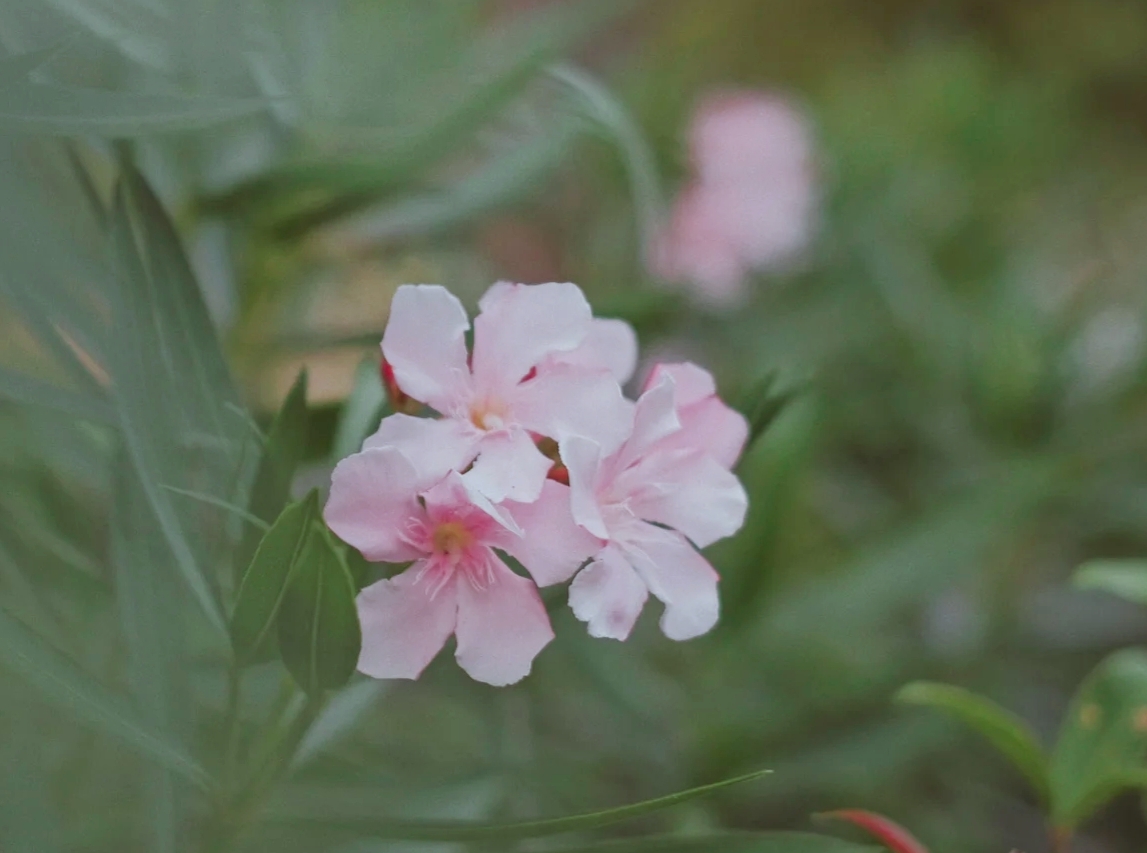 (首发)花开茶靡—夹竹桃