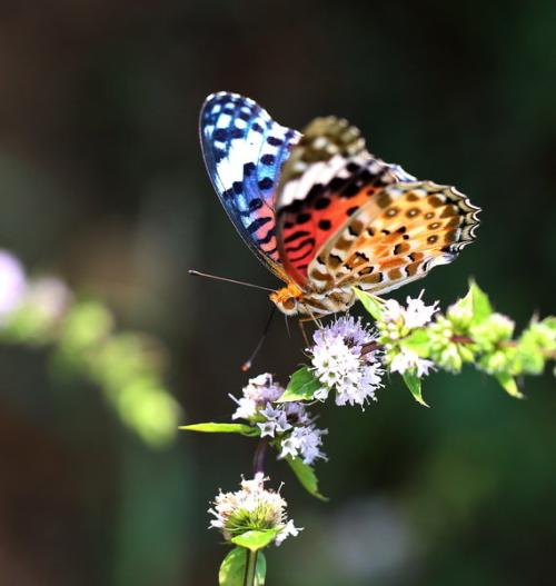 你的肩膀上有蝴蝶吗