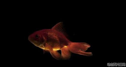 500_266gif ̬ͼ ͼ