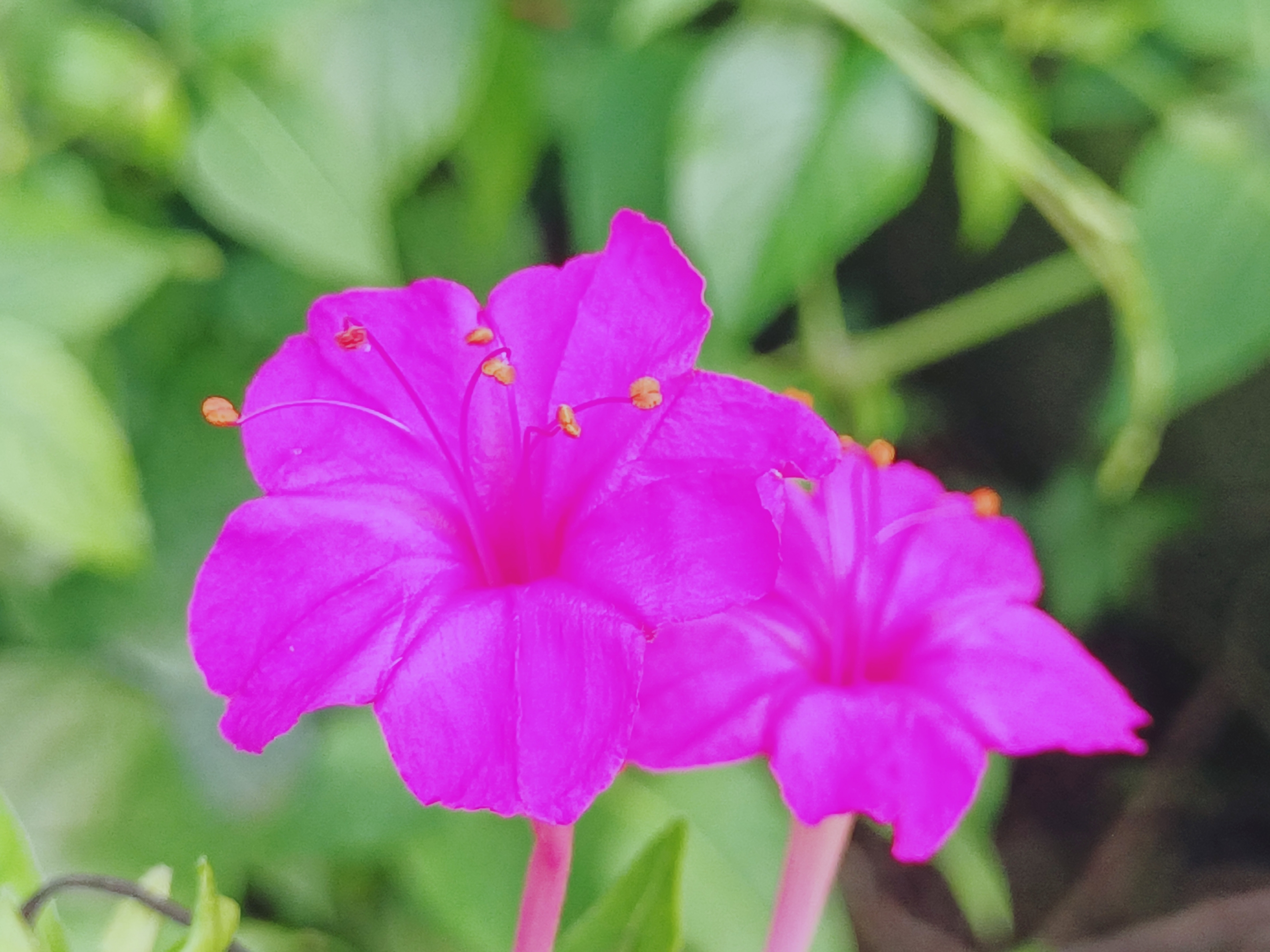 紫茉莉花的照片图片