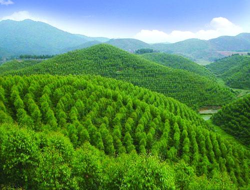 人工林图片来源网络上